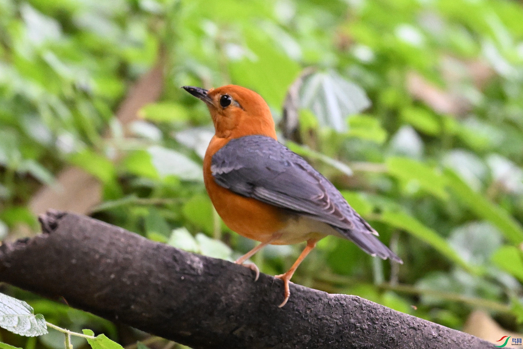 DSC_6392.JPG