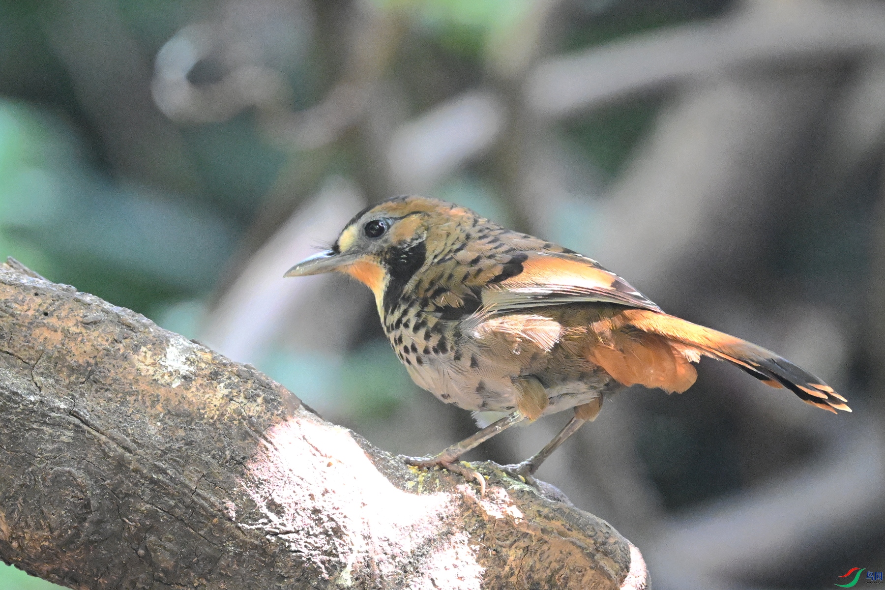 DSC_6342.JPG