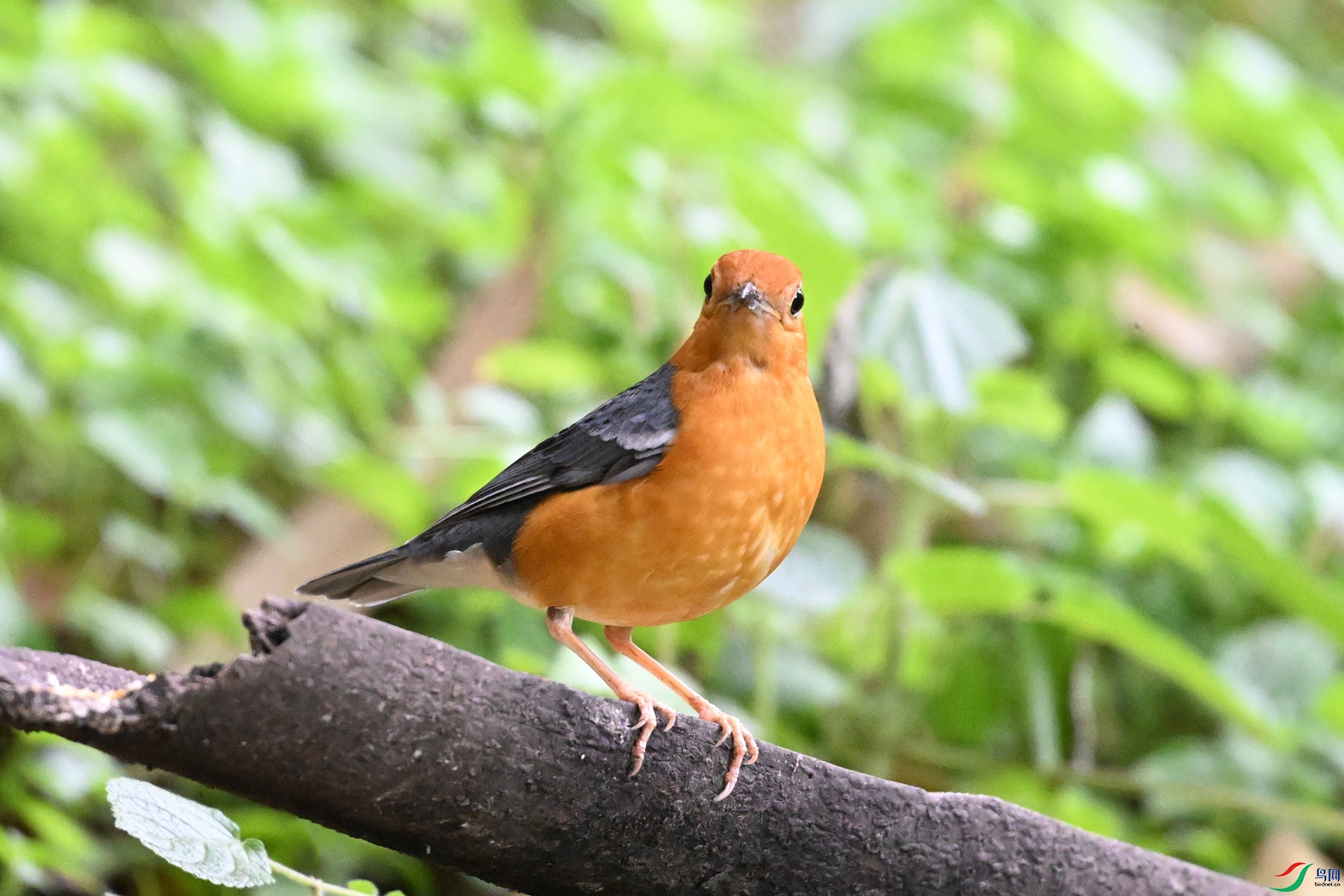 DSC_6381.JPG