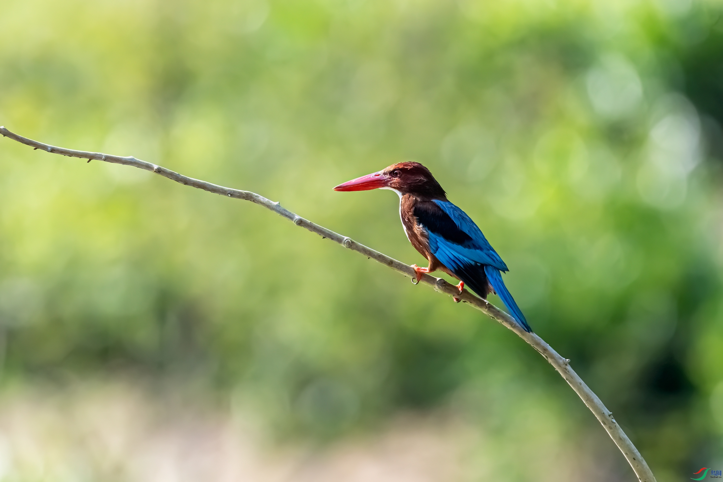 DSC_4691-11.jpg