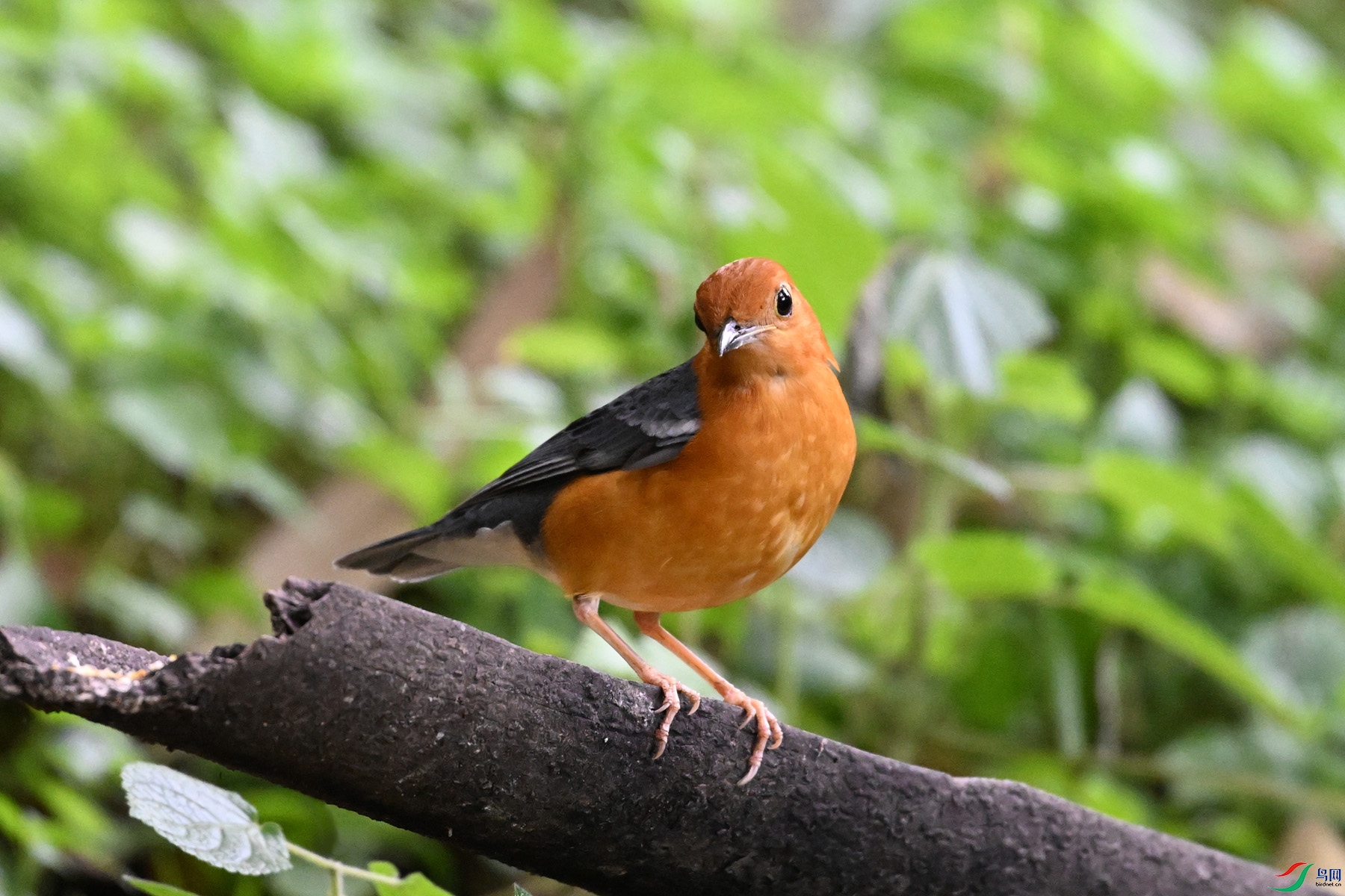 DSC_6383.JPG