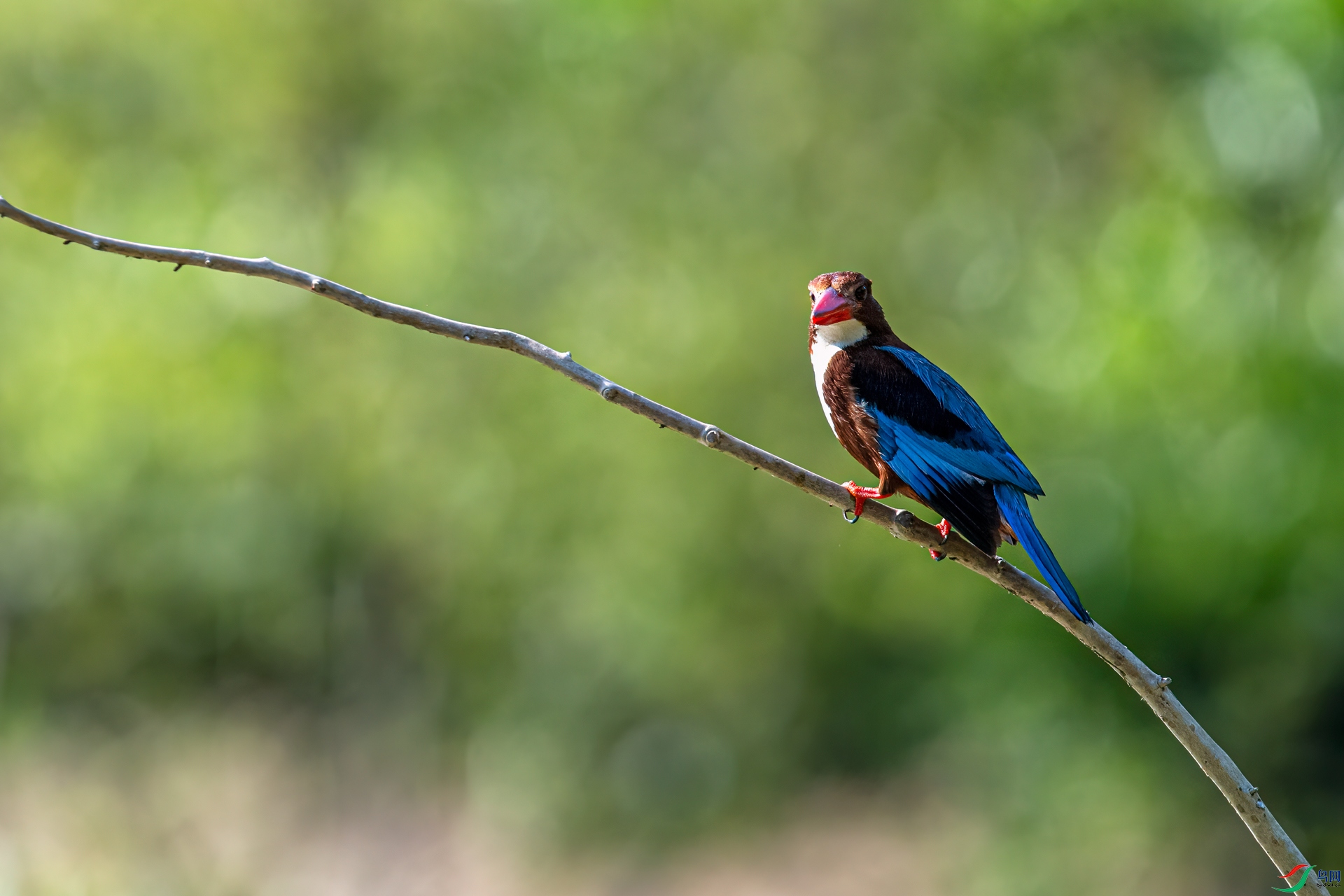 DSC_4687-11.jpg