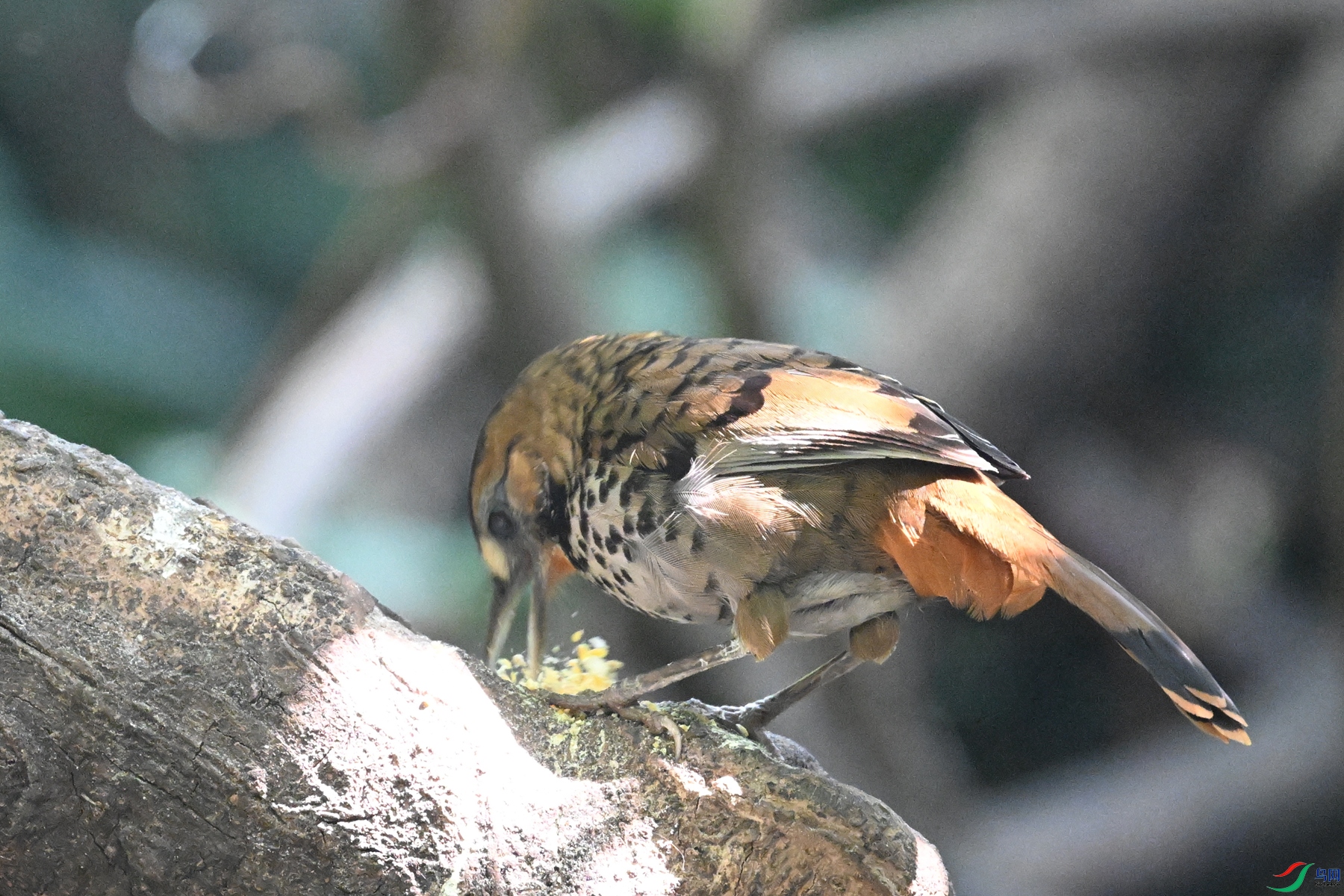 DSC_6346.JPG