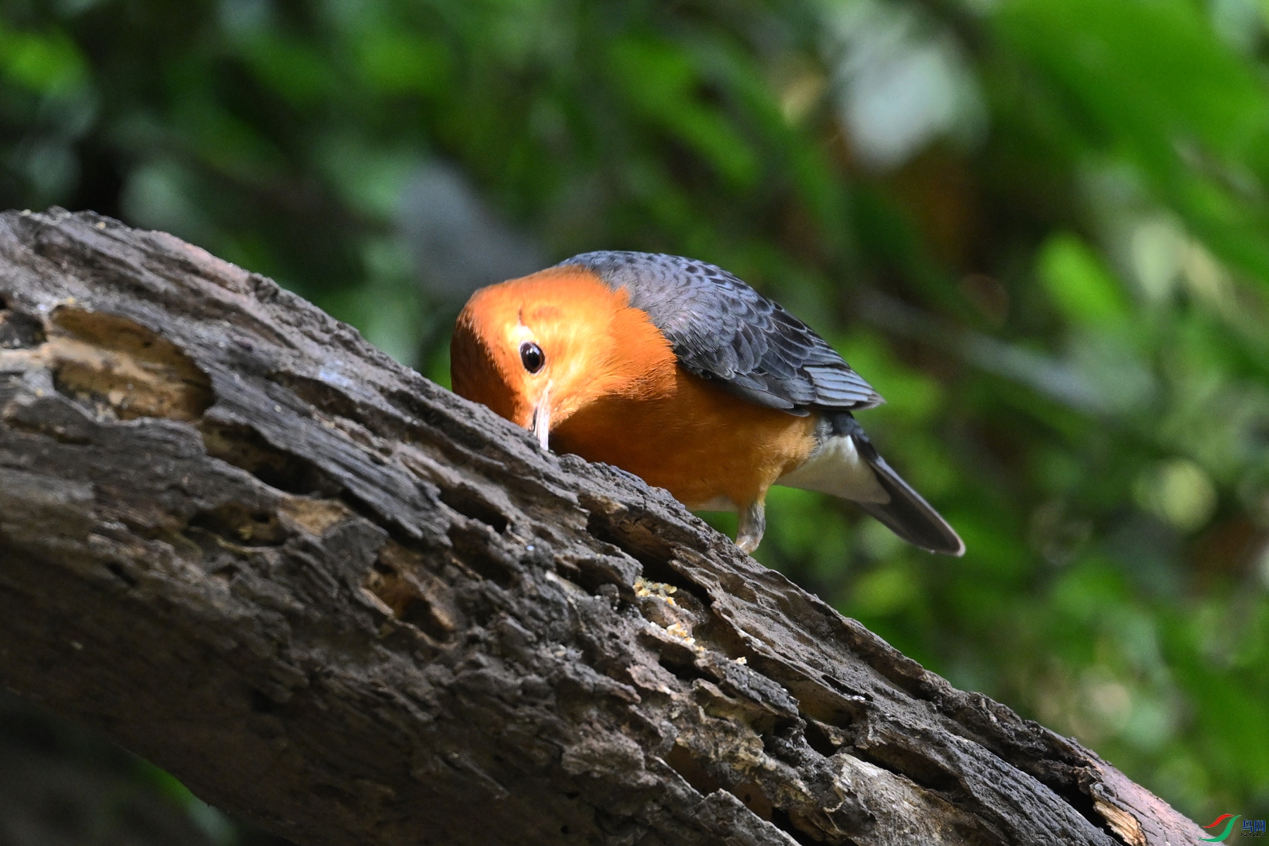 DSC_6370.JPG