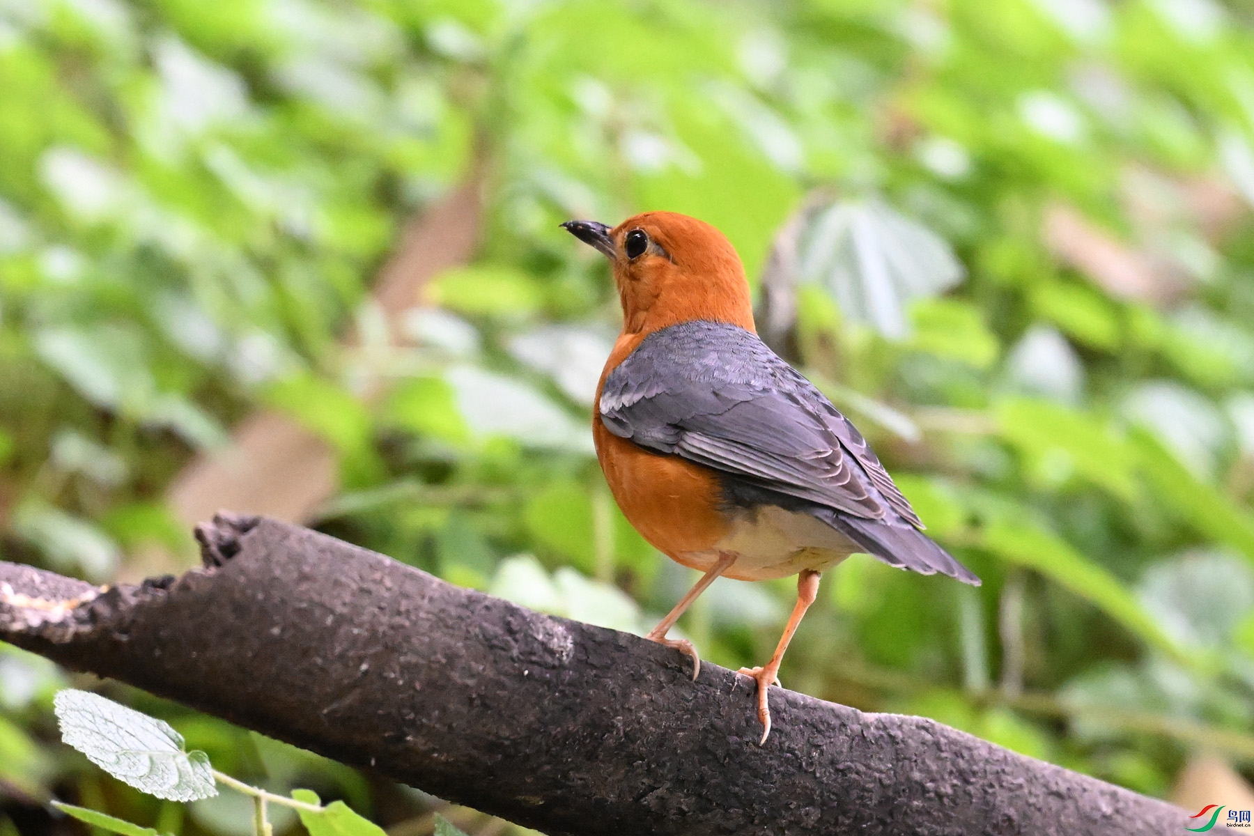 DSC_6387.JPG