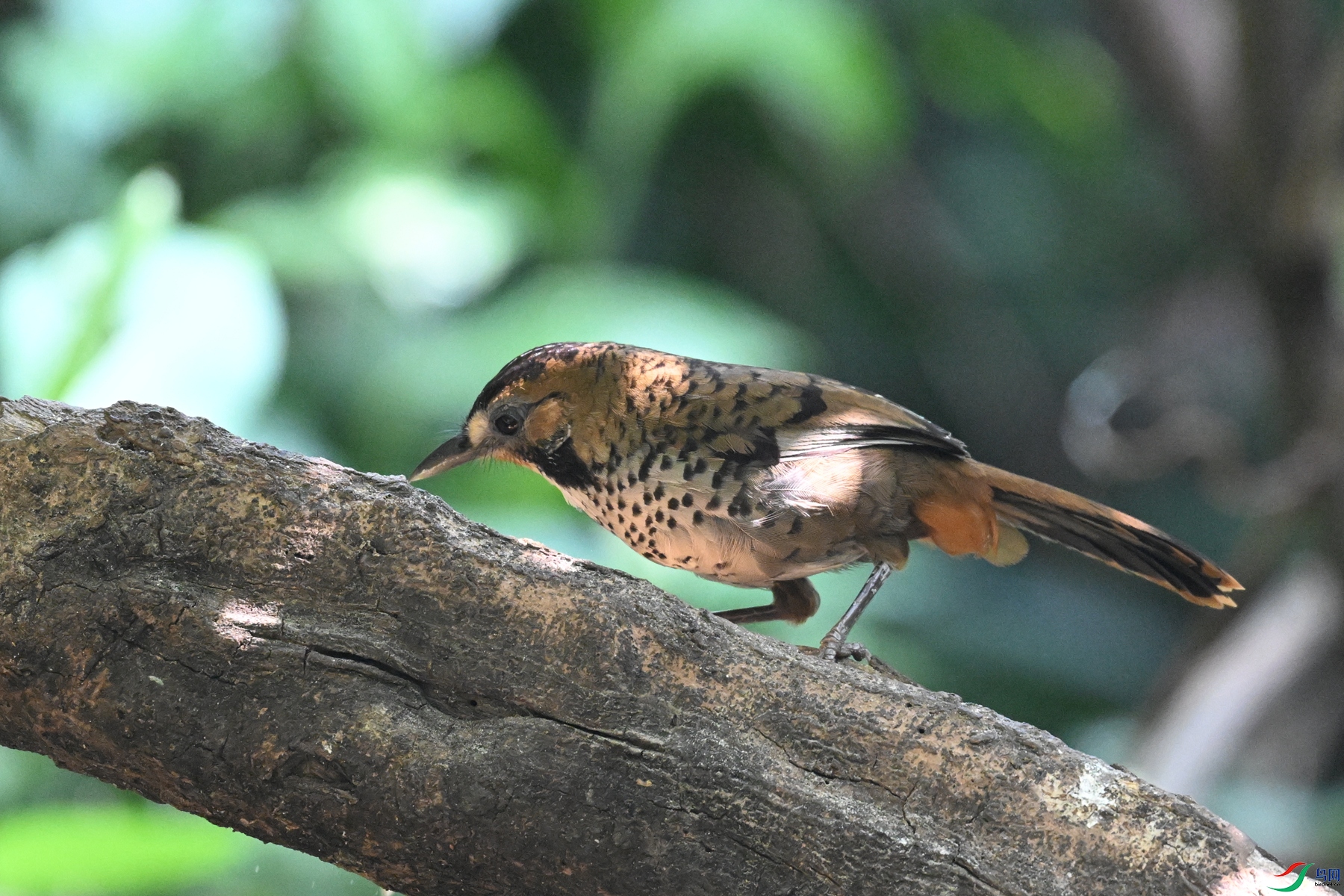 DSC_6351.JPG