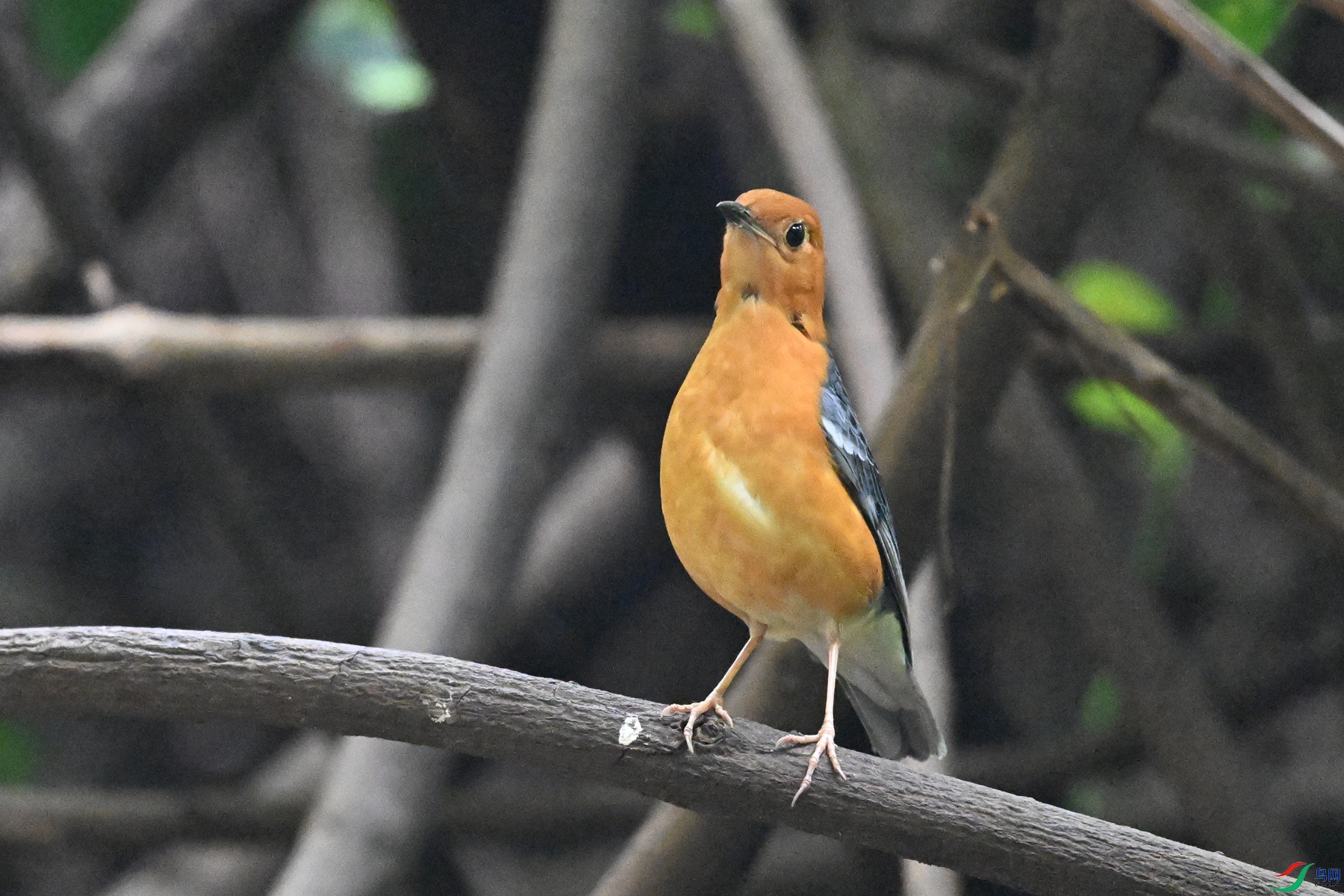 DSC_6375.JPG
