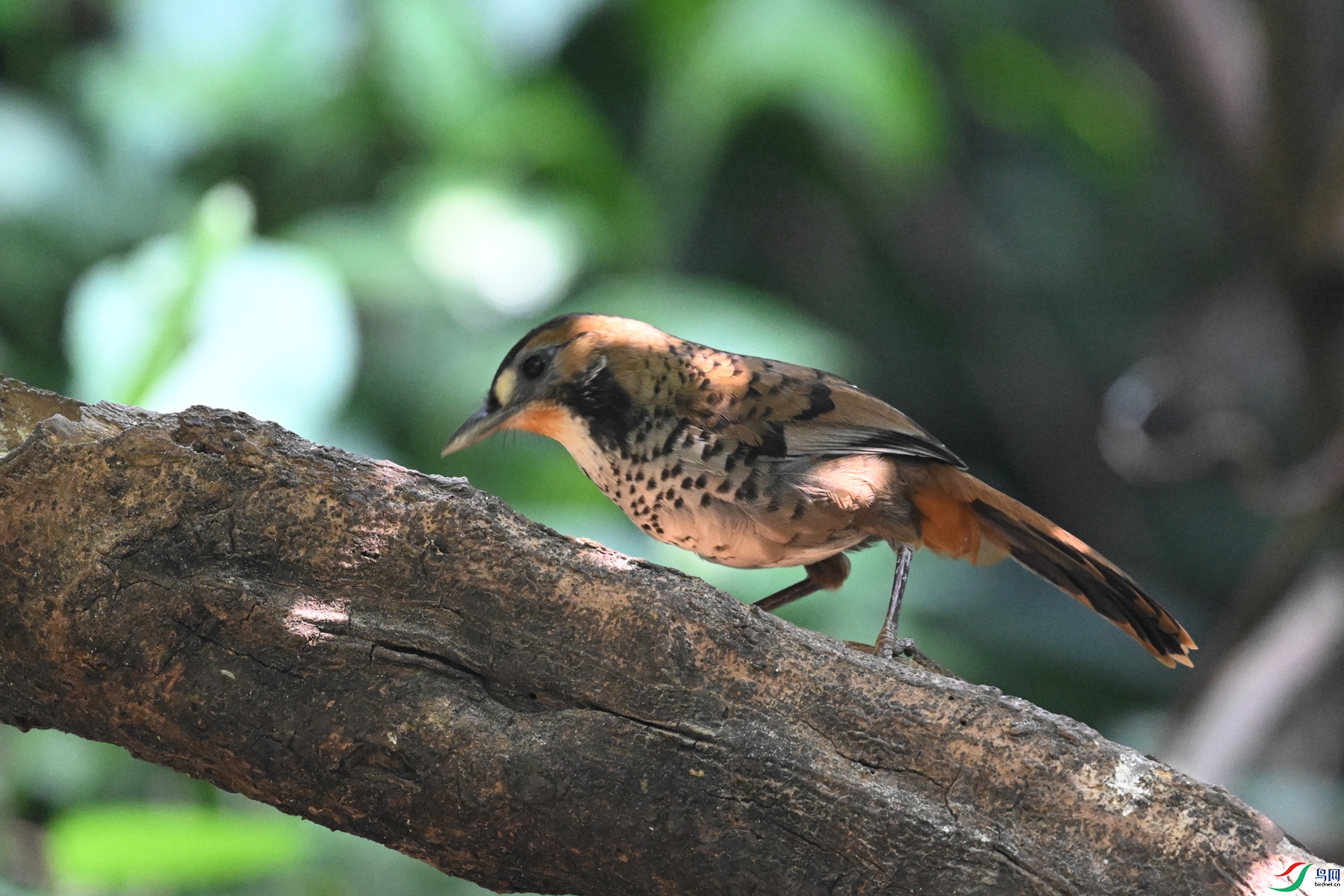 DSC_6355.JPG