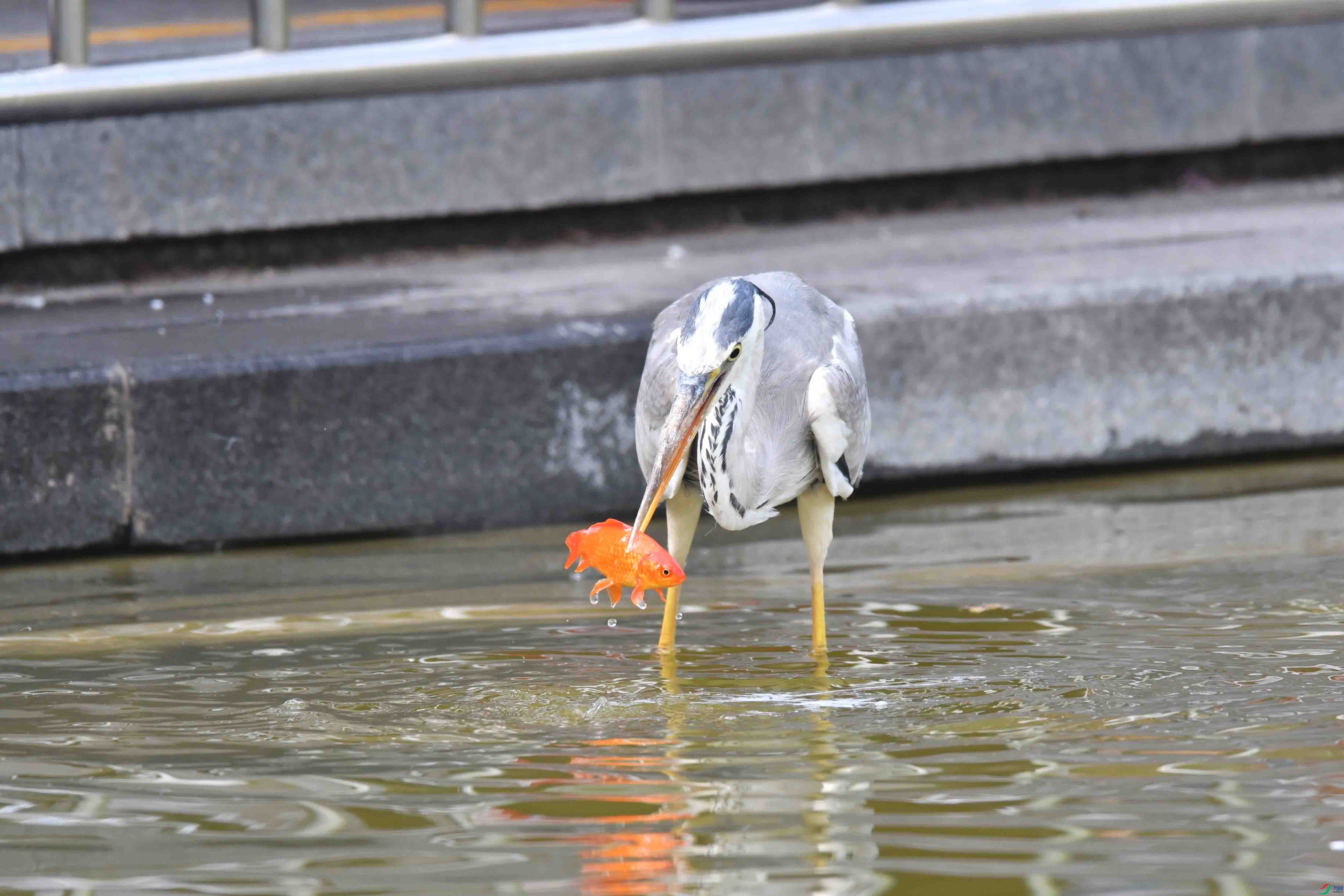 DSC_0011.JPG