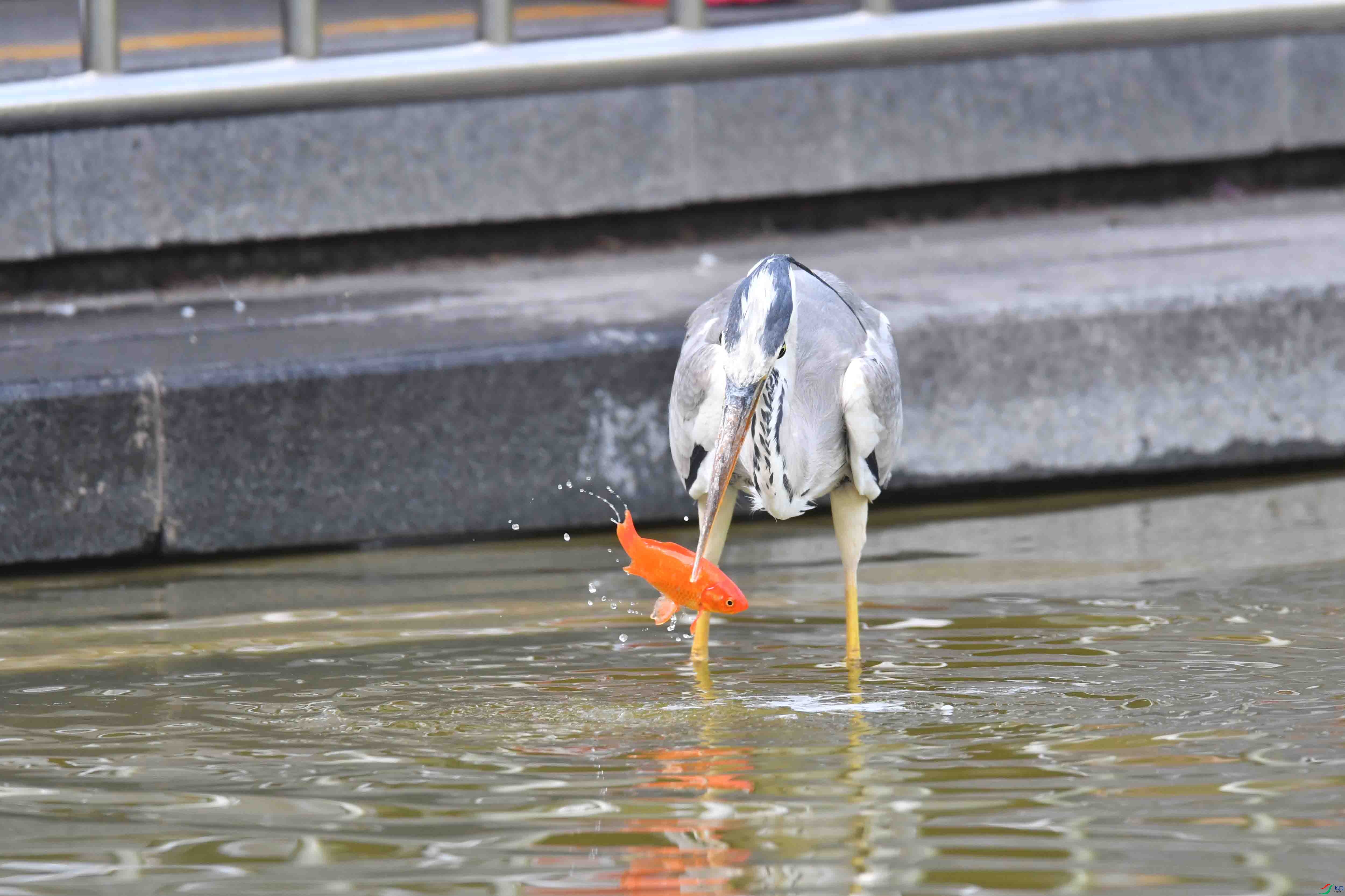 DSC_0013.JPG