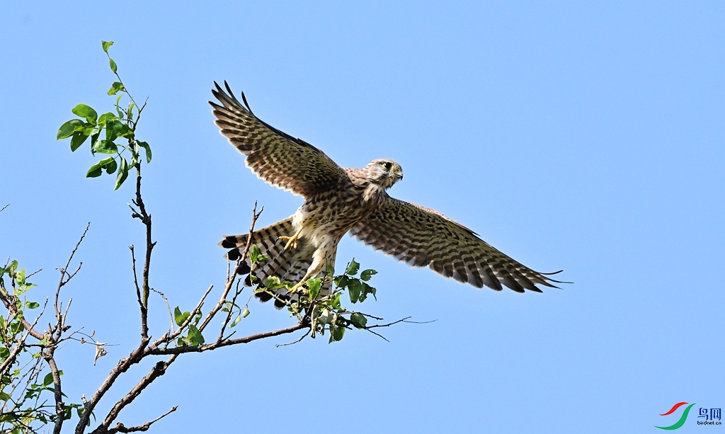 DSC_0944.JPG