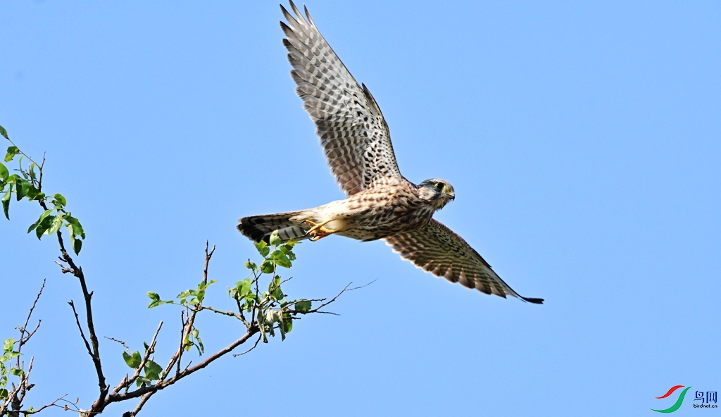 DSC_0948.JPG