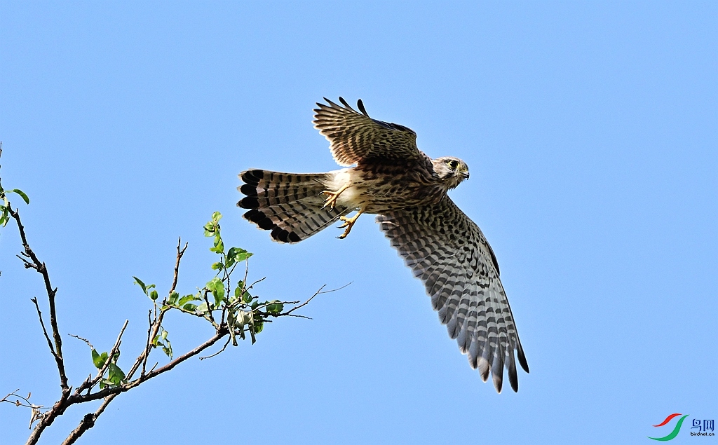 DSC_0950.JPG