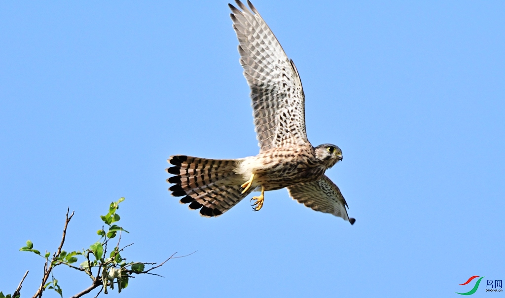 DSC_0953.JPG
