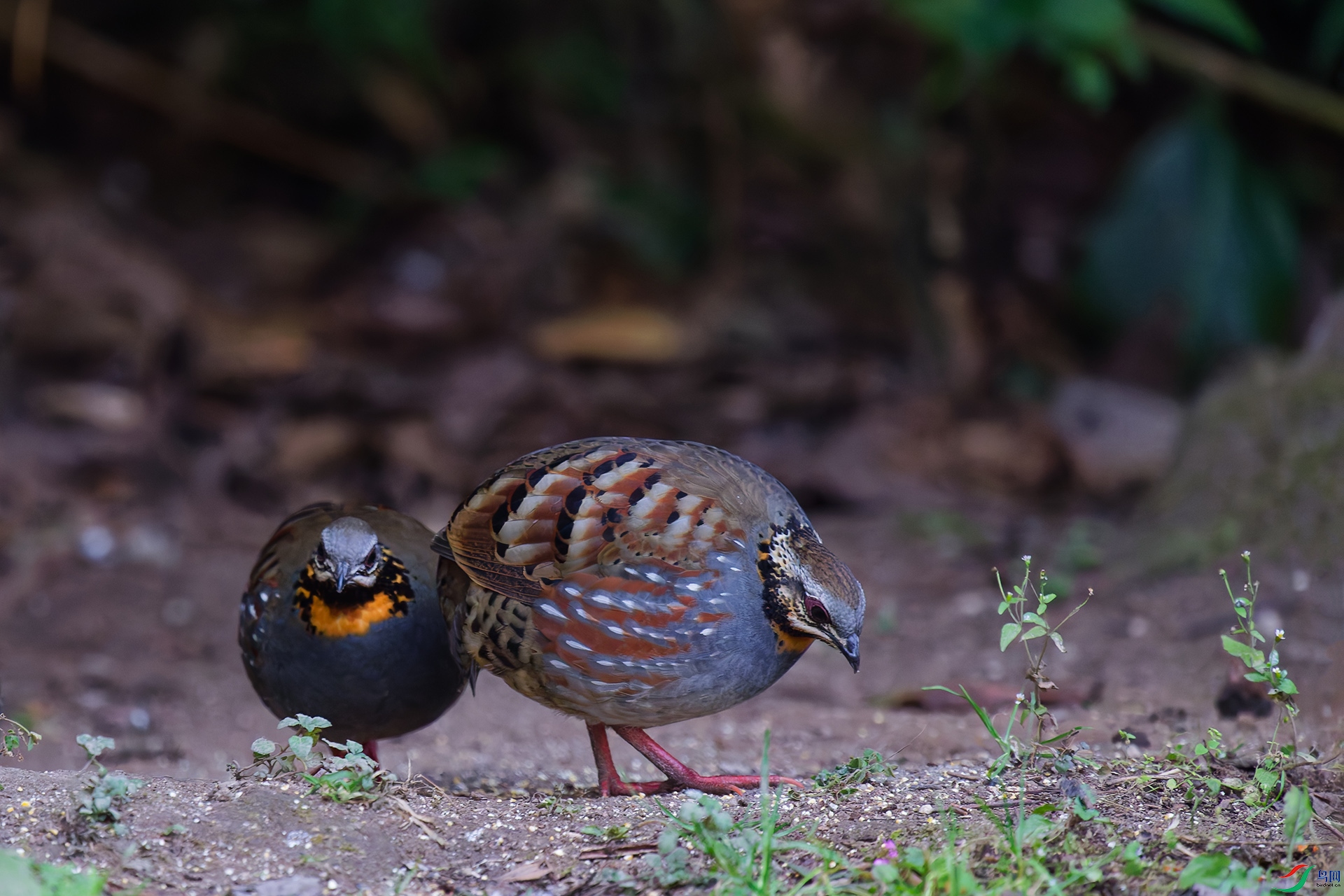 DSC_6570_DxO_DxOa.jpg