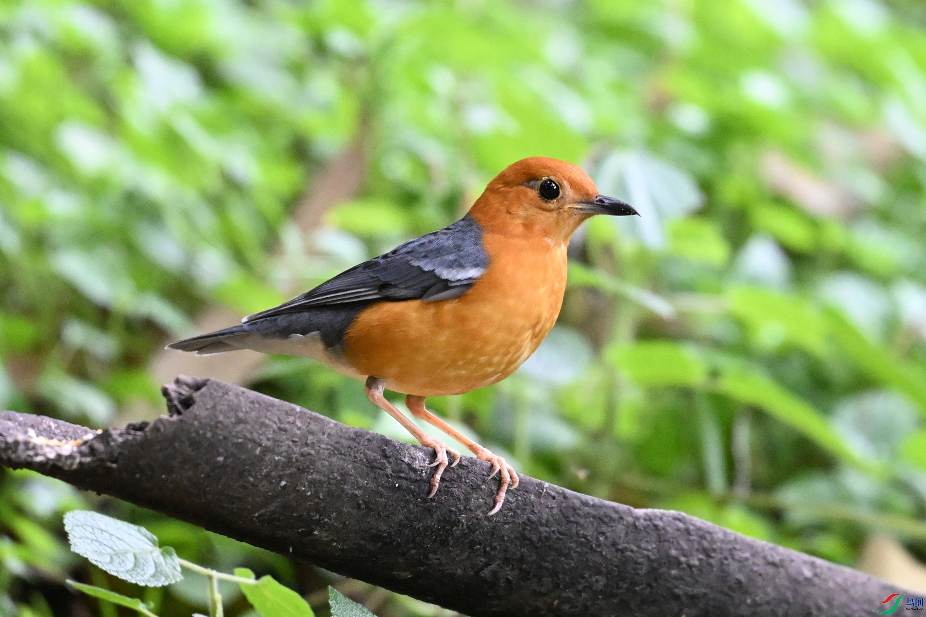 DSC_6380.JPG