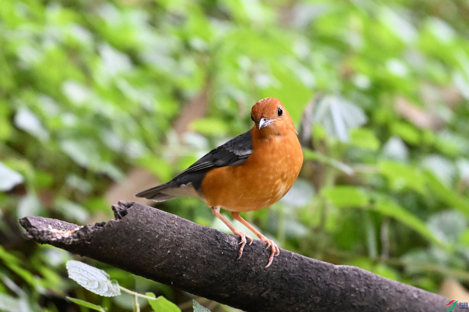 DSC_6384.JPG