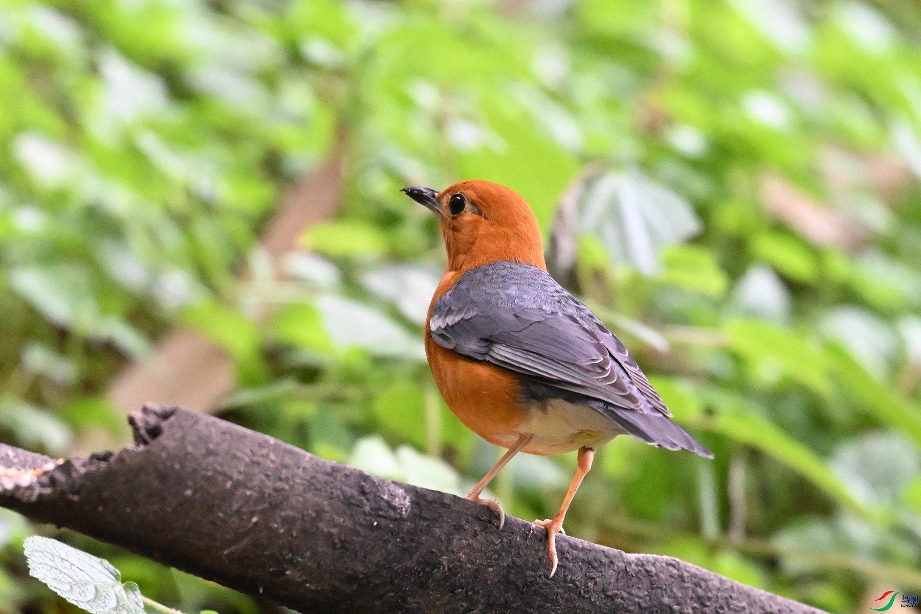 DSC_6386.JPG