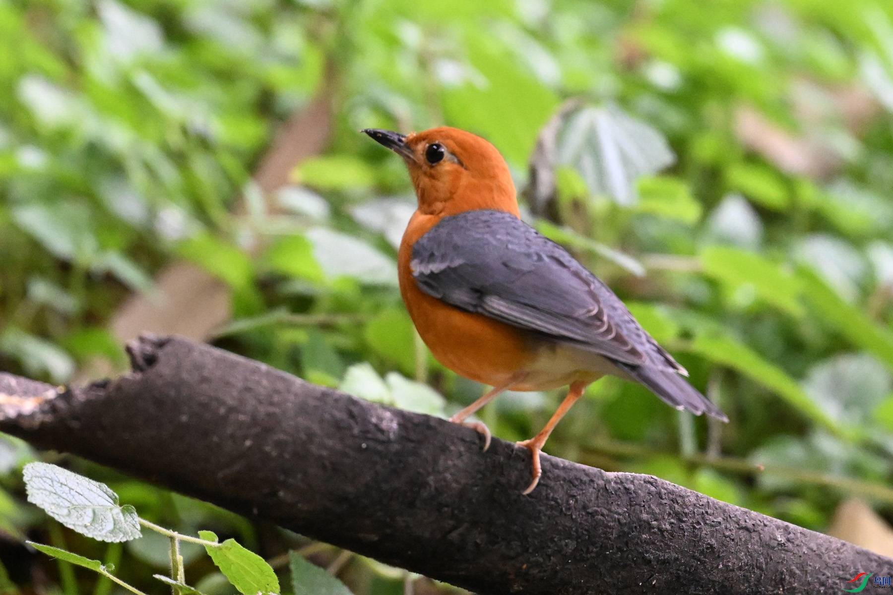 DSC_6393.JPG