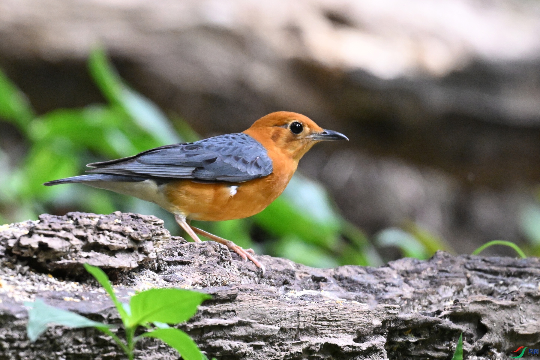 DSC_6397.JPG