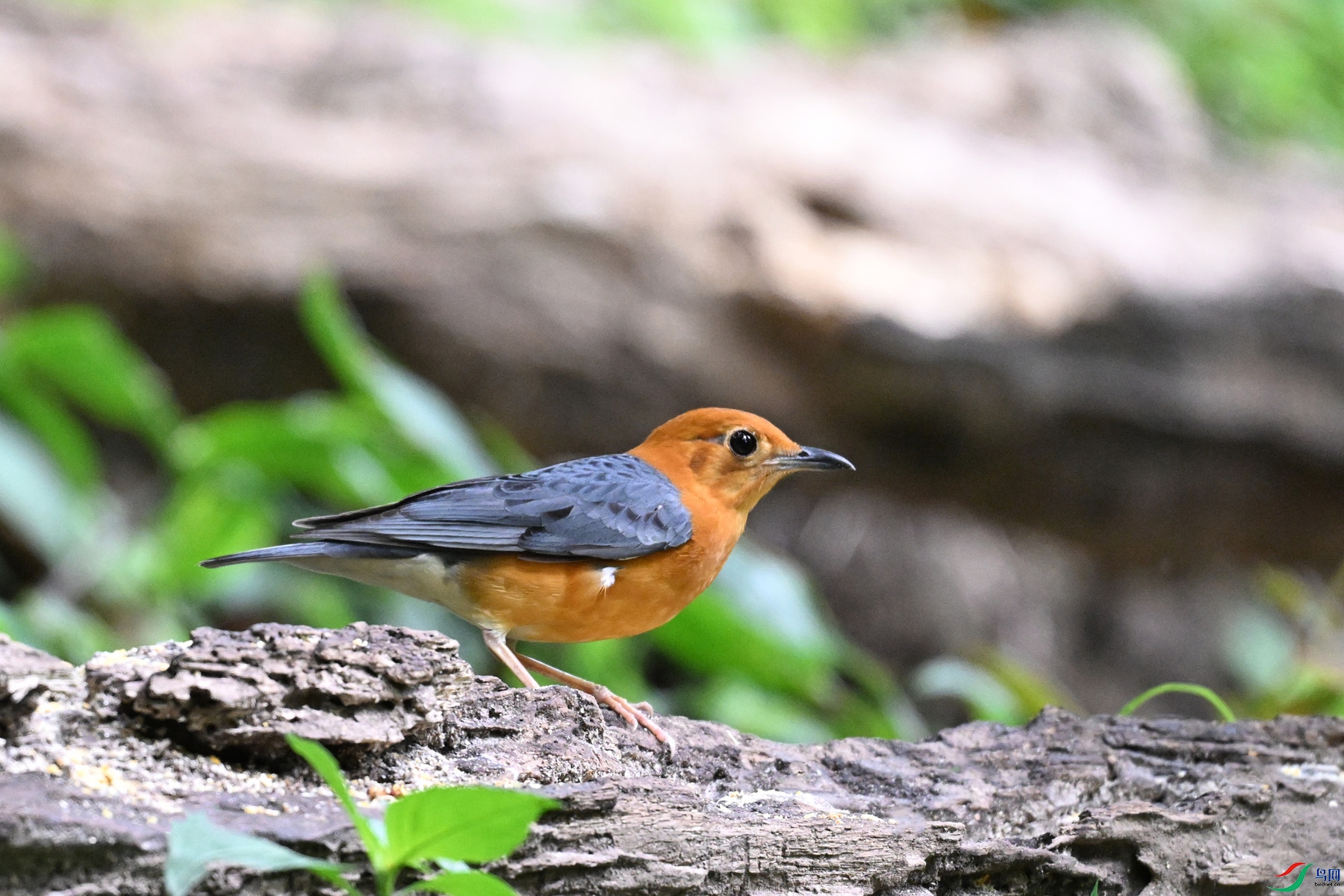 DSC_6398.JPG