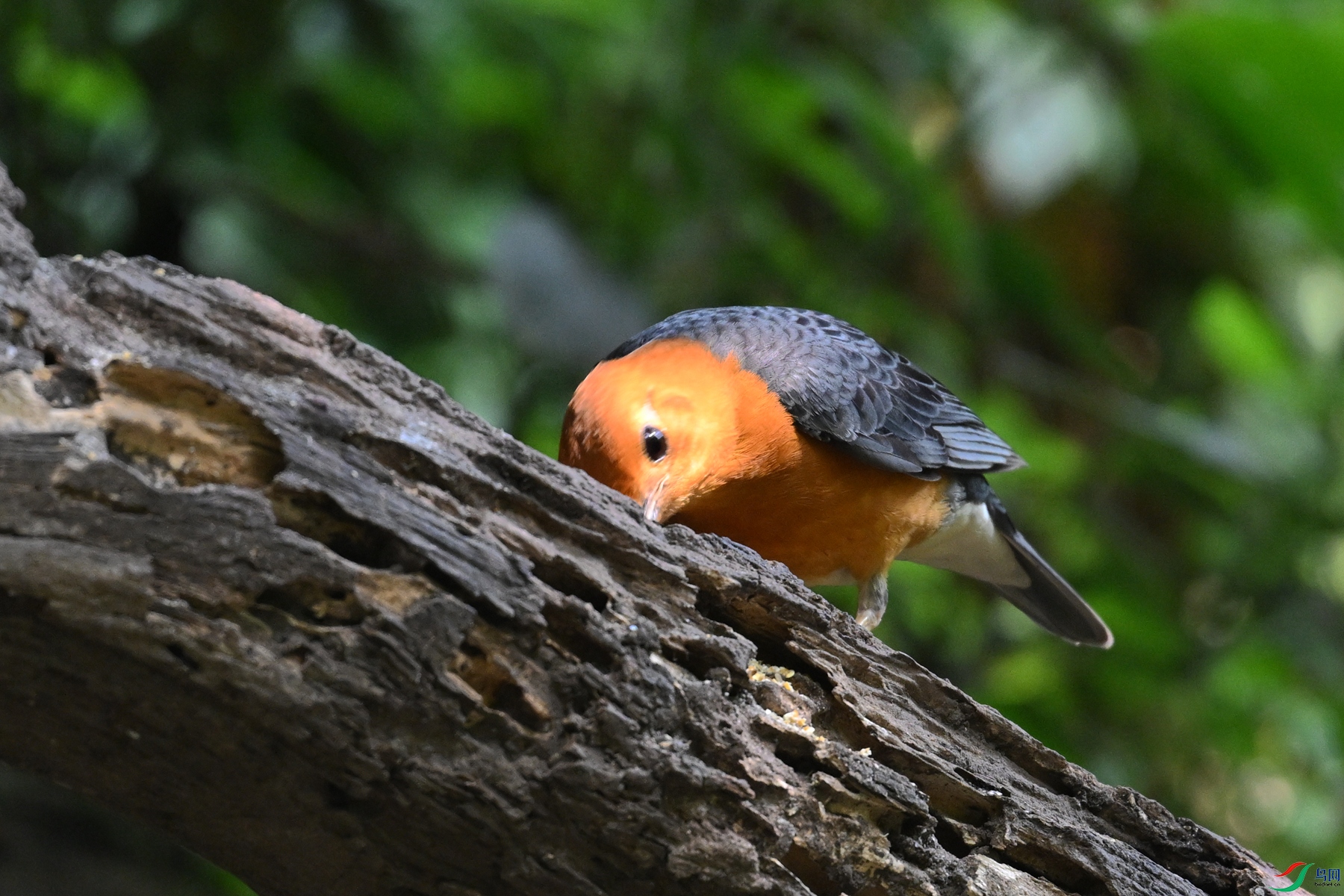 DSC_6371.JPG