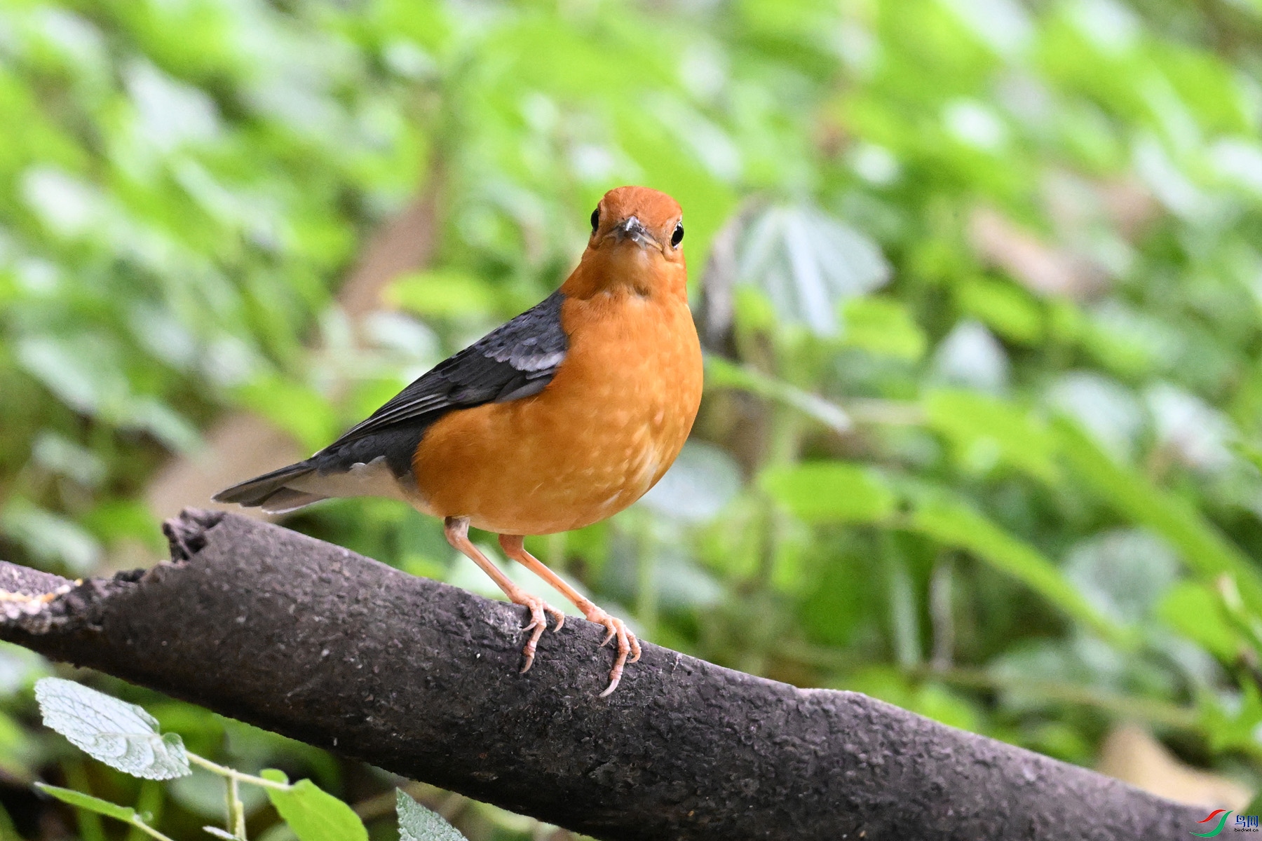 DSC_6382.JPG