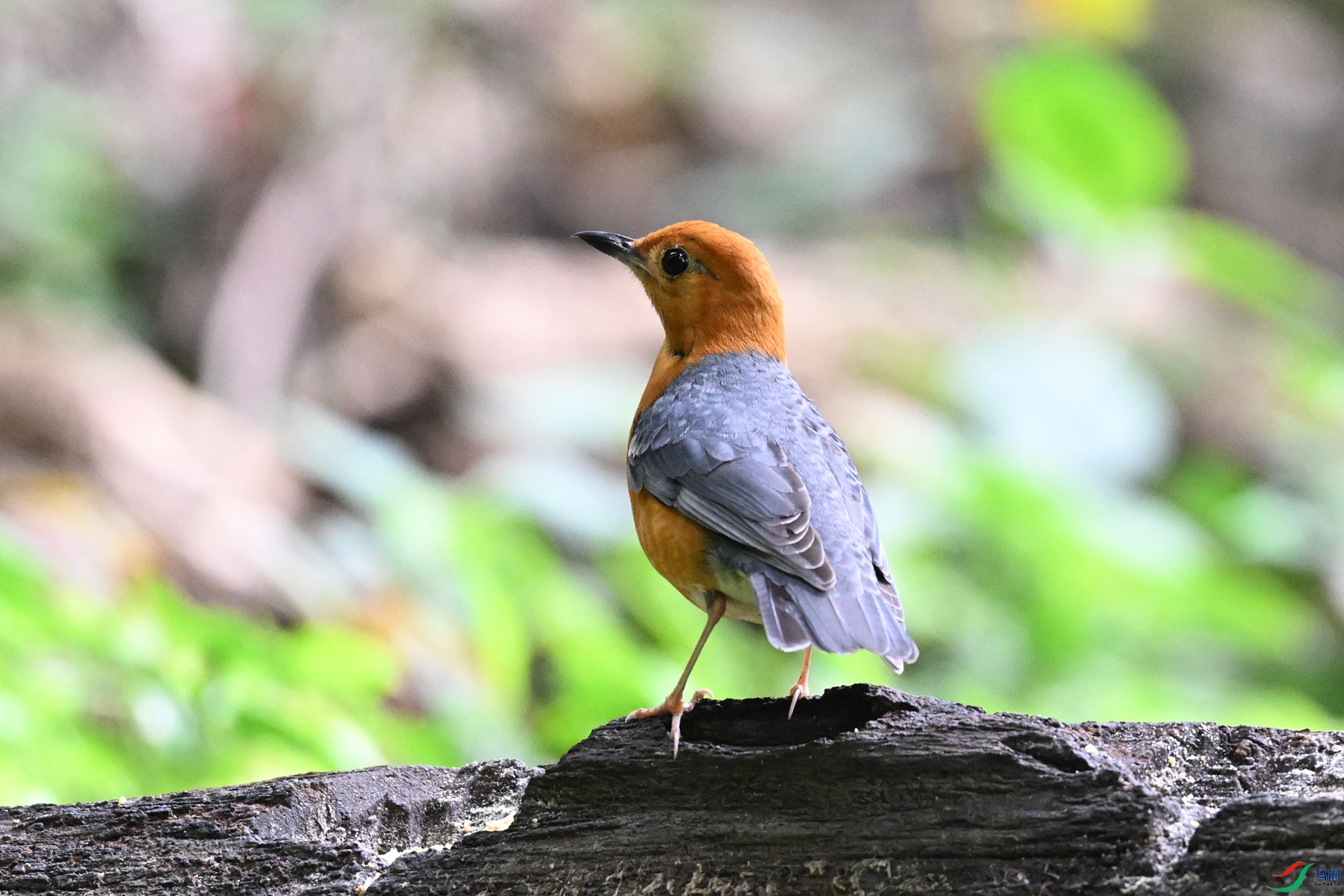 DSC_6409.JPG