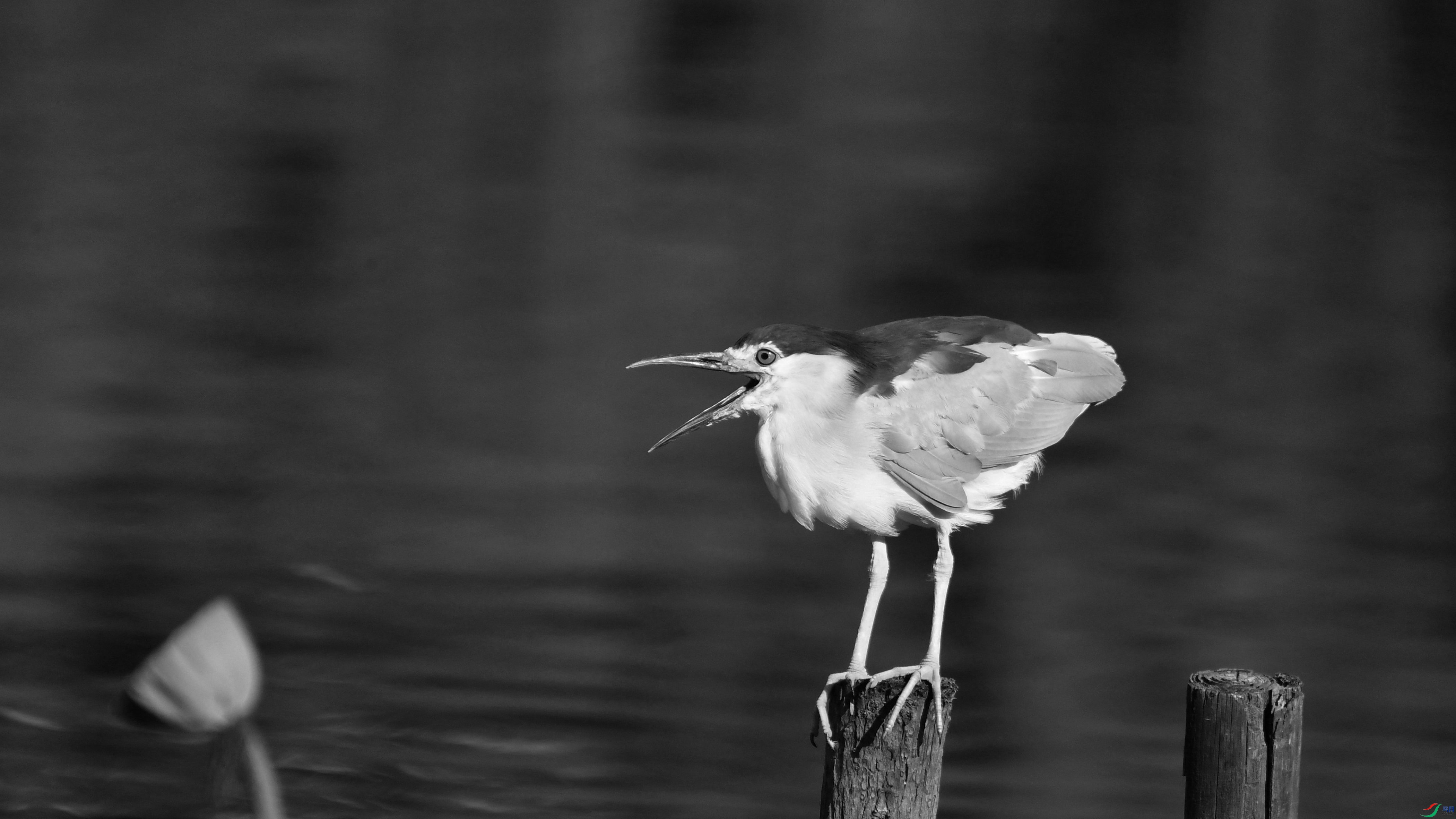 DSC_5996.JPG