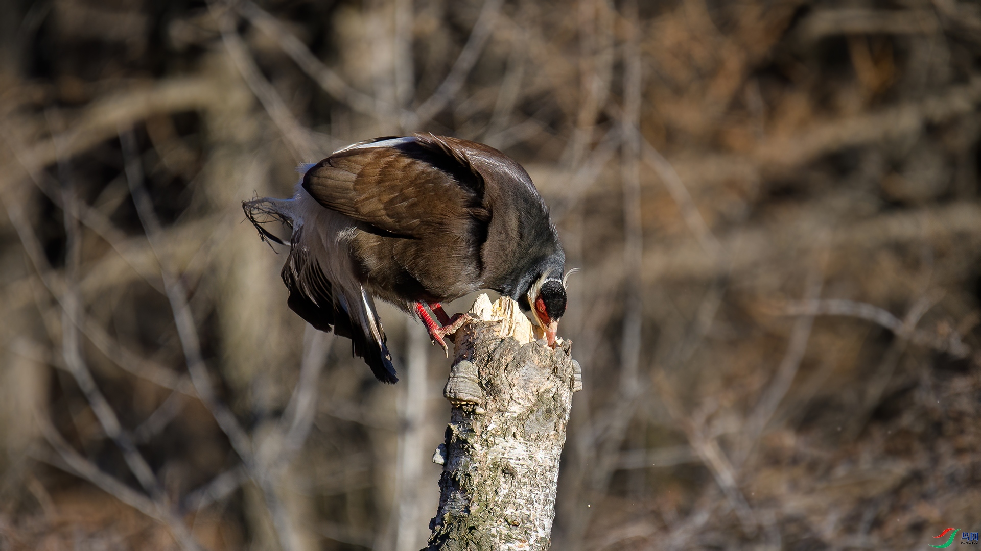 DSC_2054-20250716��.jpg
