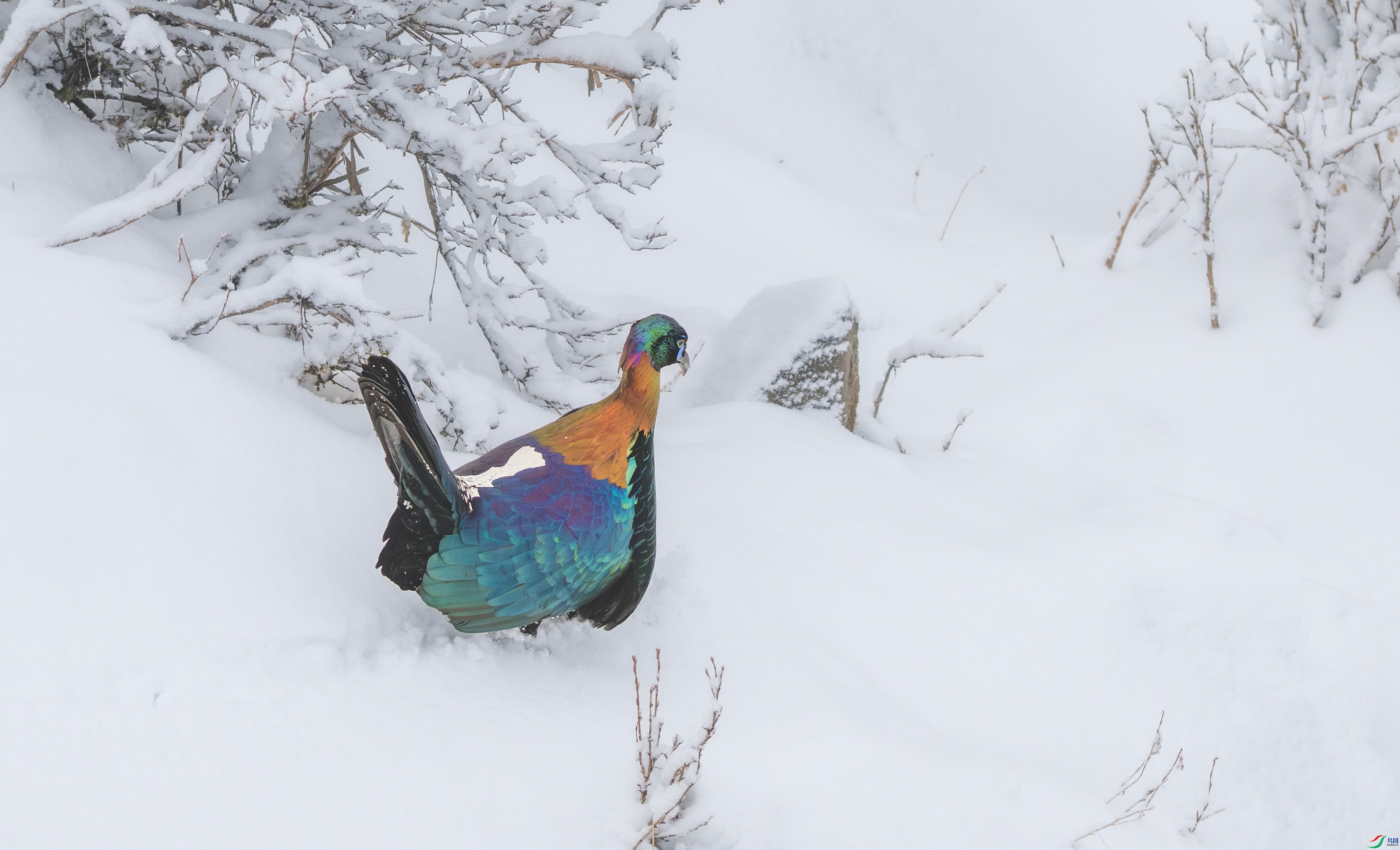 DSC_7725-1.jpg