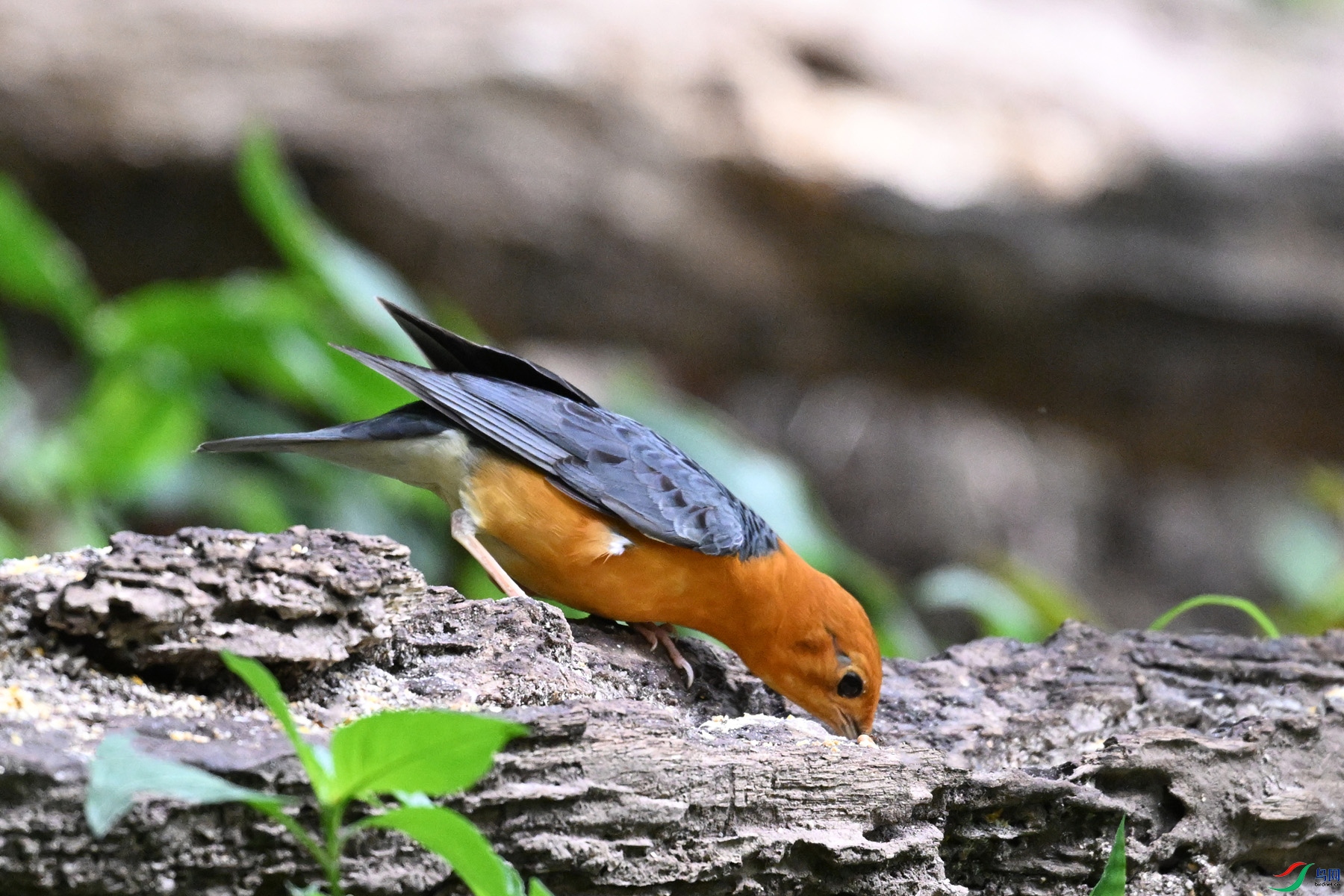 DSC_6399.JPG