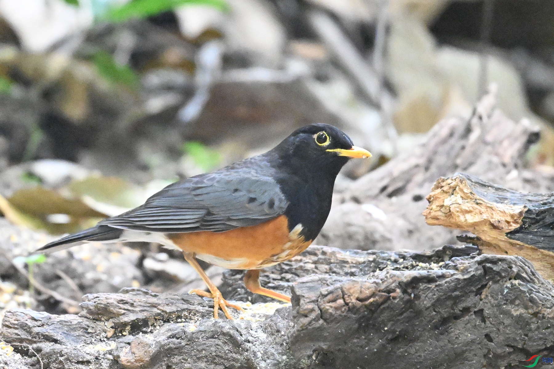 DSC_6402.JPG