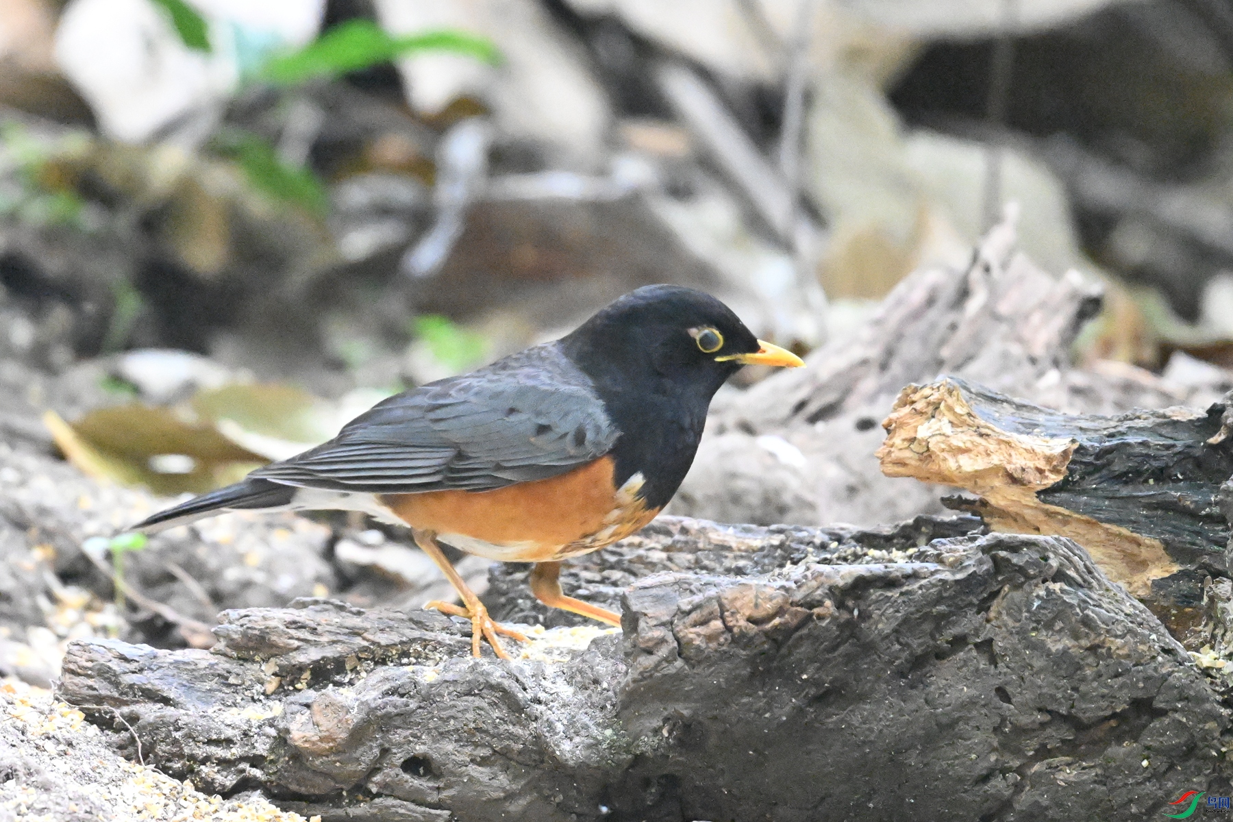 DSC_6403.JPG