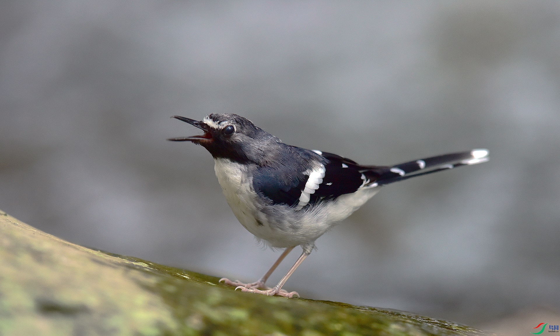D8I_0142.jpg