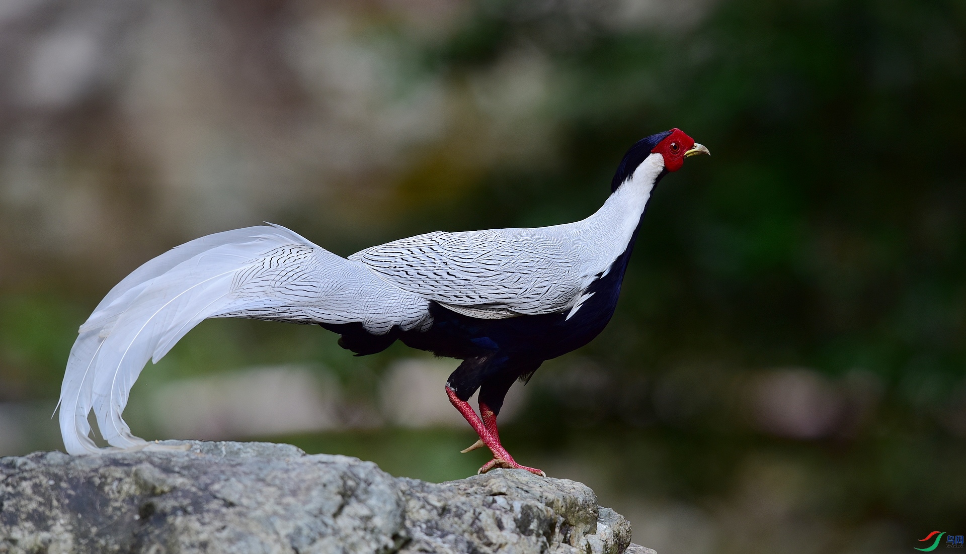 D8I_0043.jpg