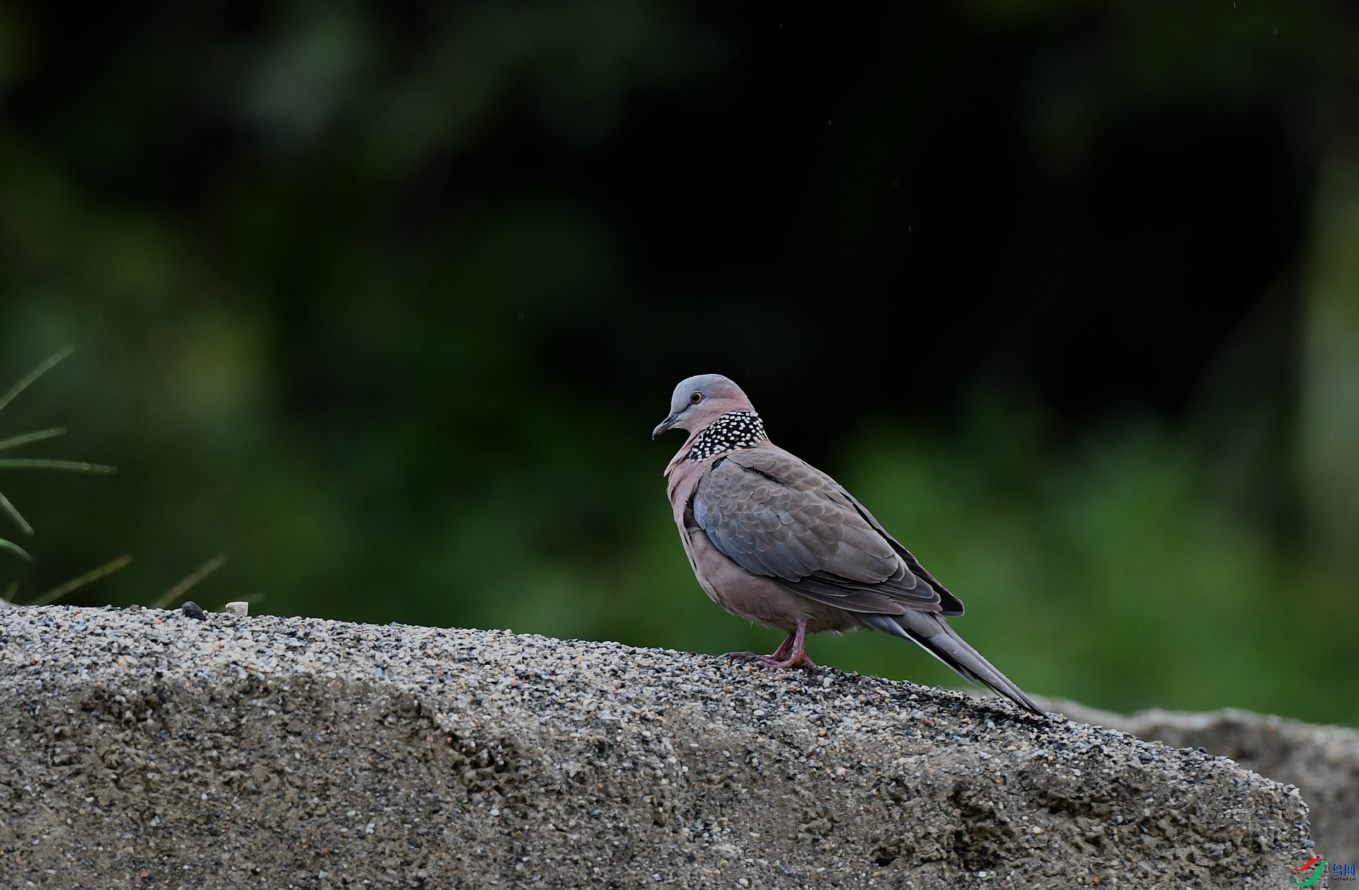 DSC_3265.jpg