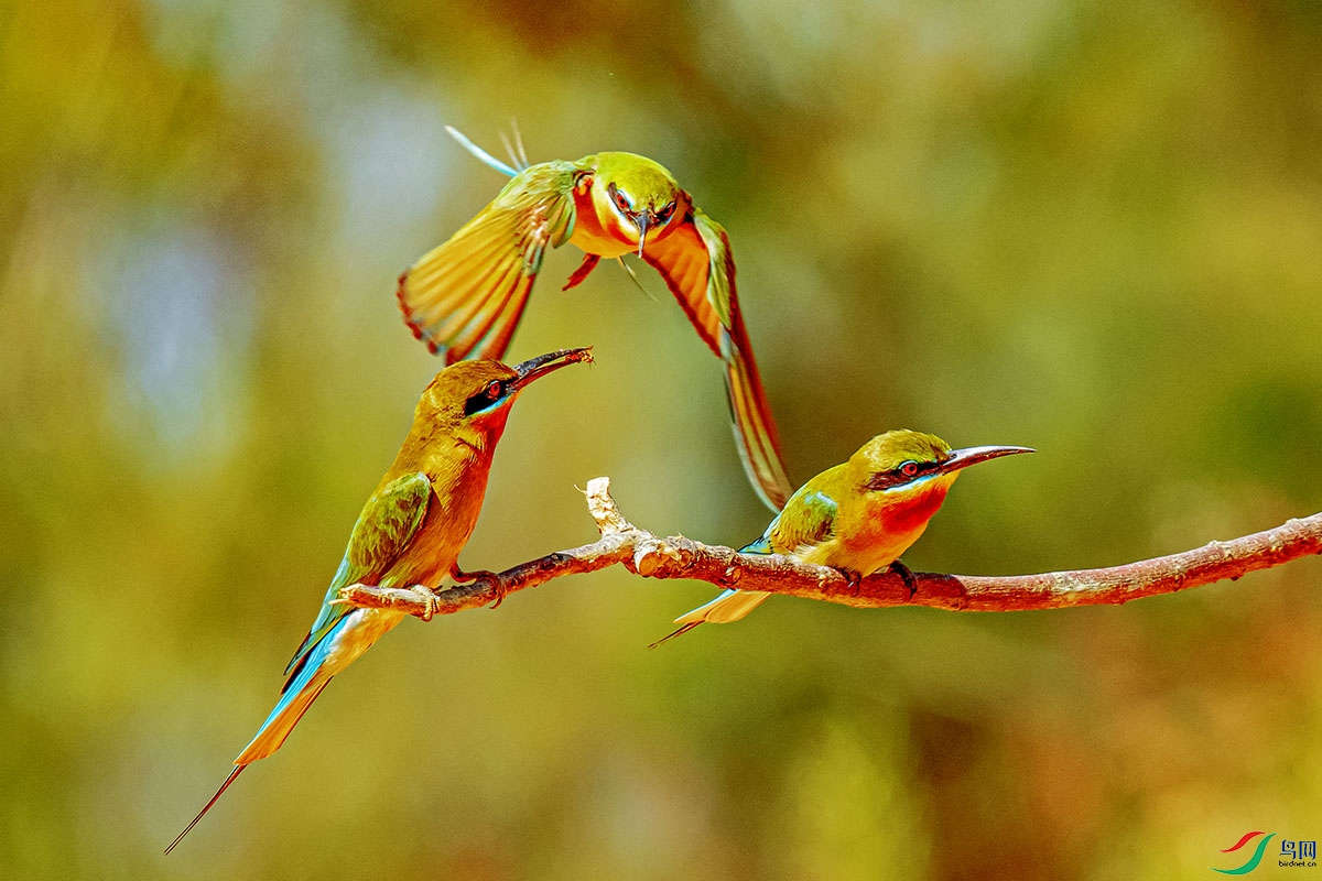 DSC_4870-����ǿ.jpg