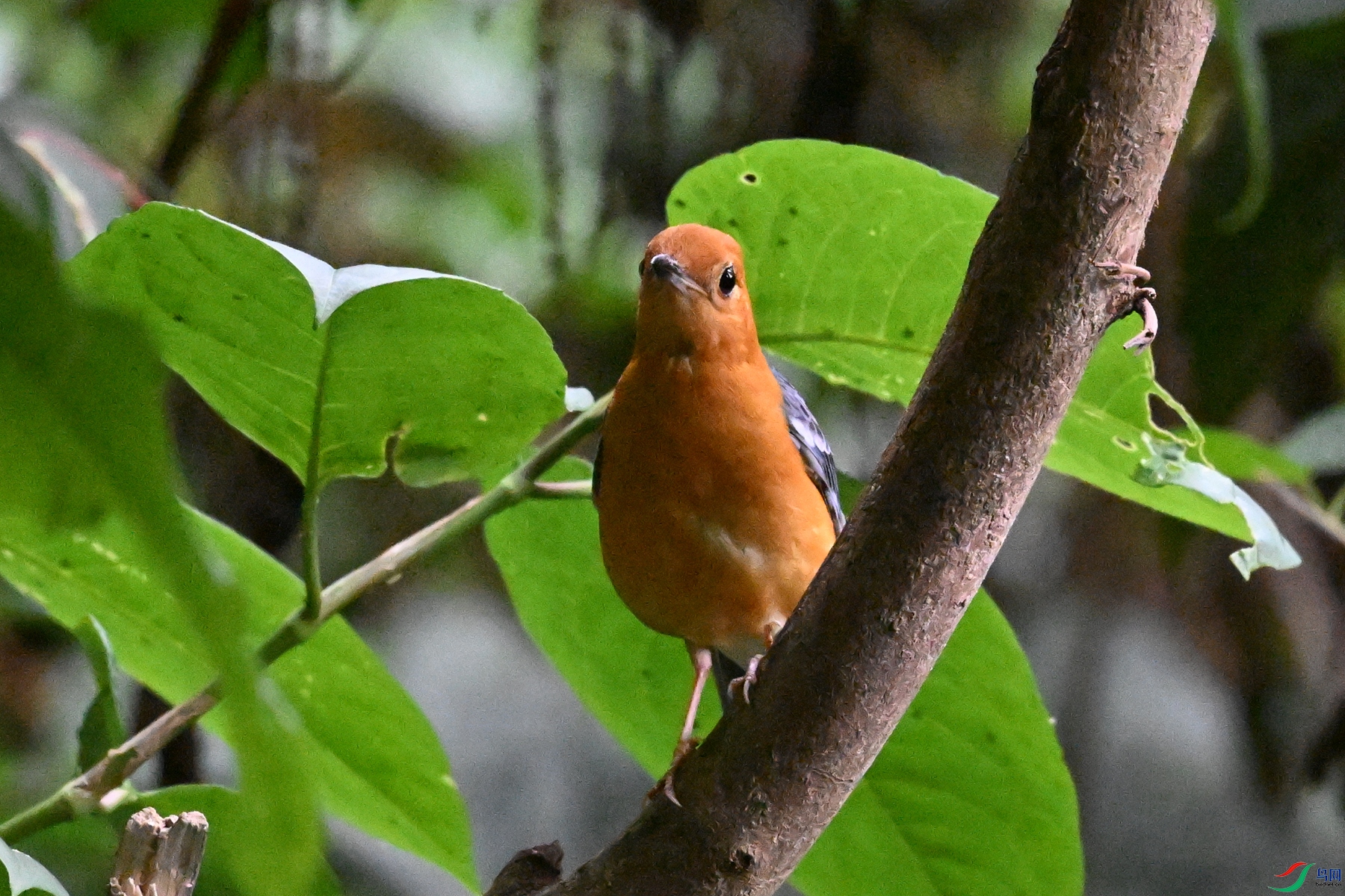 DSC_6437.JPG