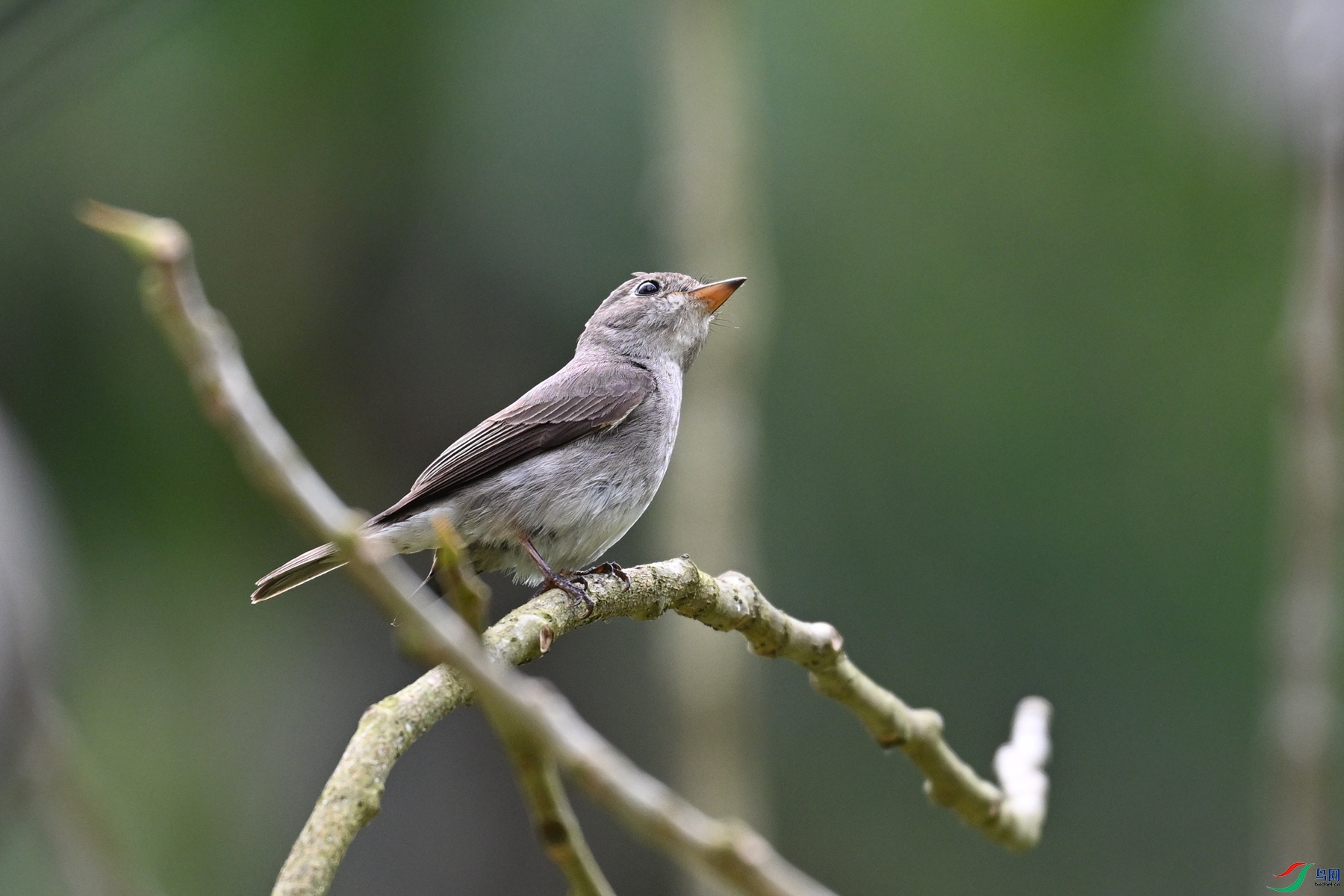 DSC_6471.JPG