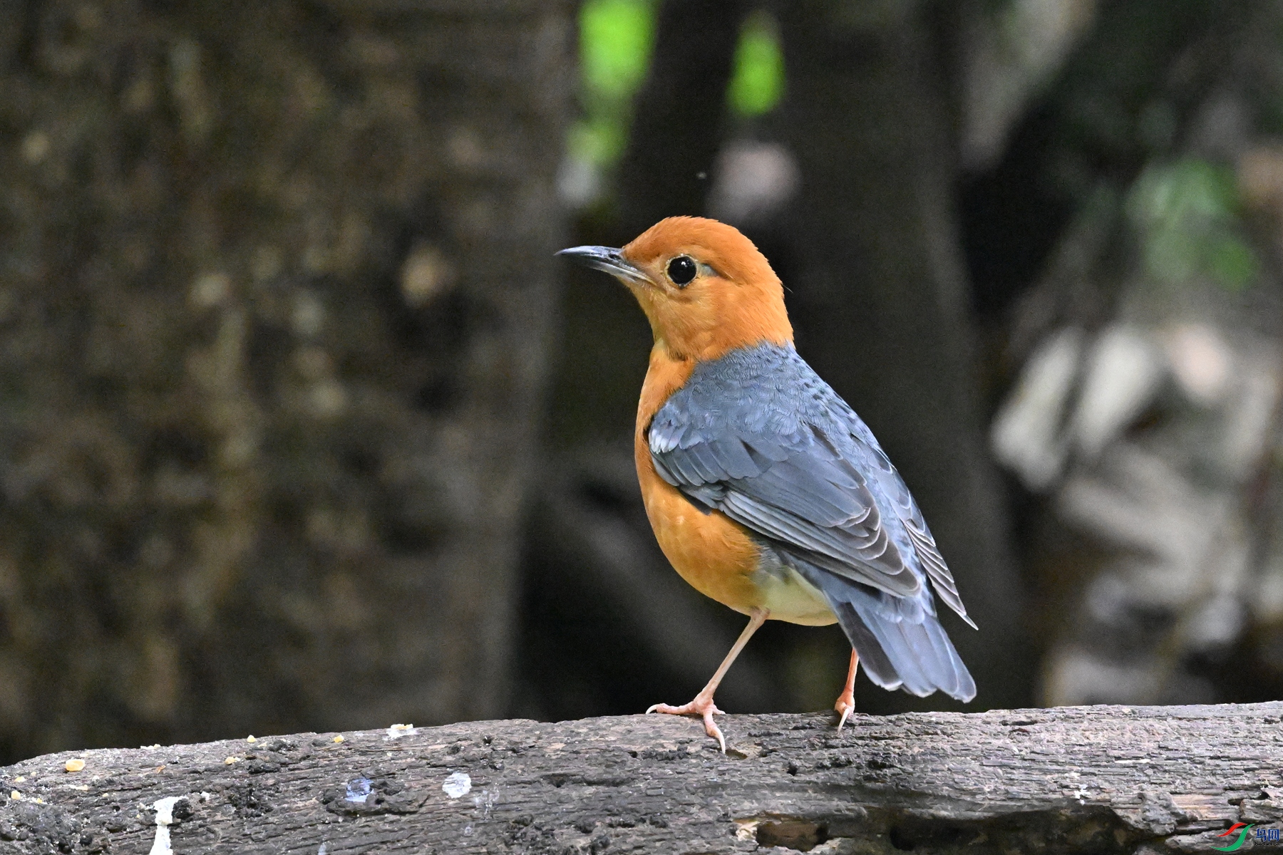 DSC_6461.JPG