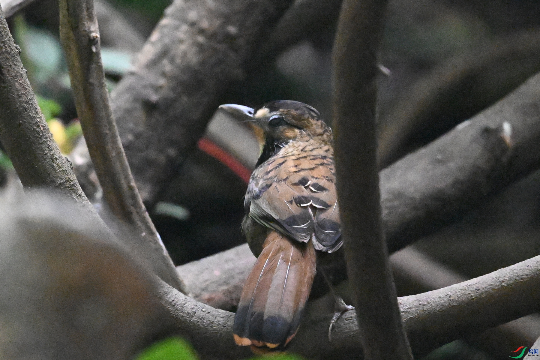 DSC_6423.JPG
