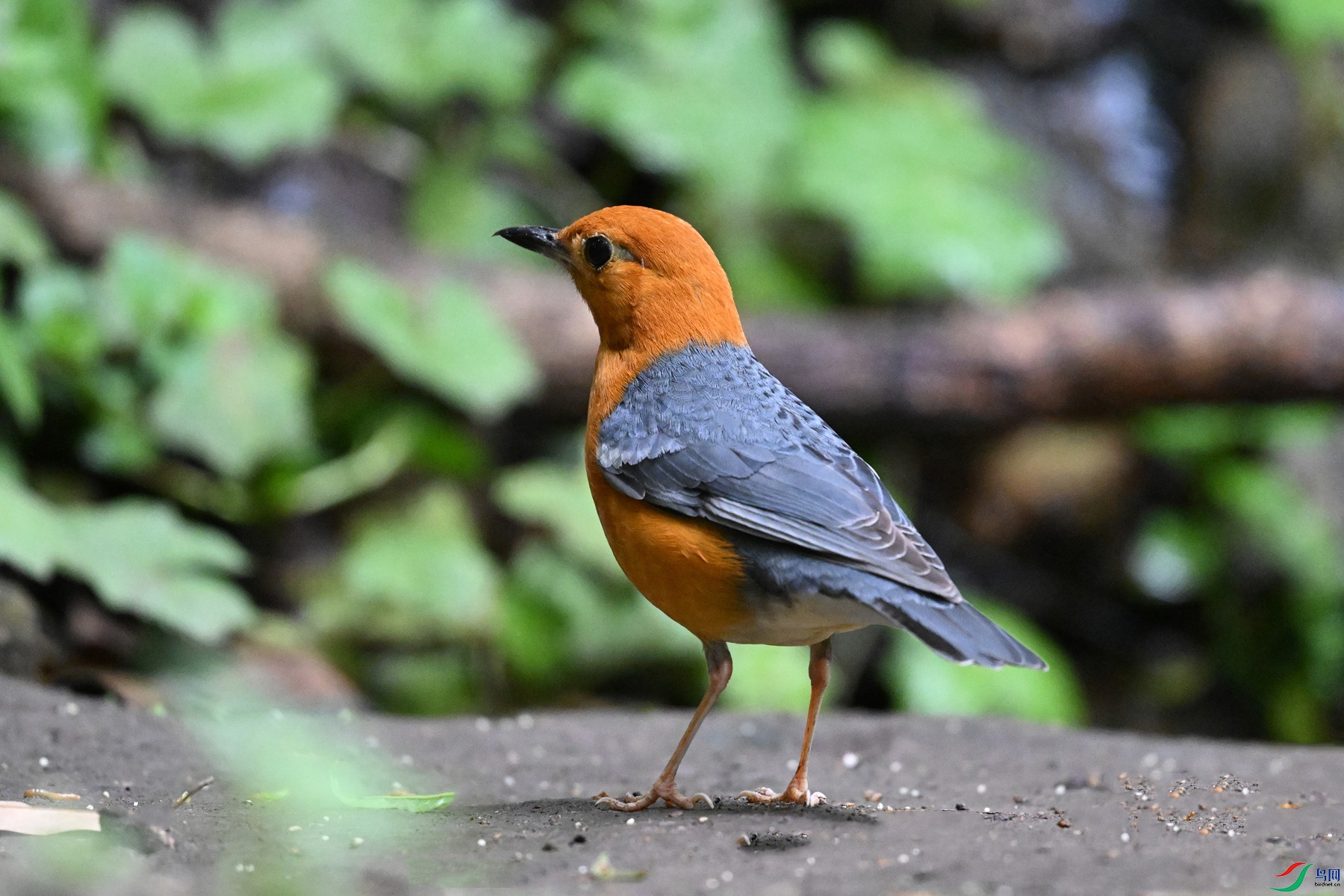 DSC_6445.JPG