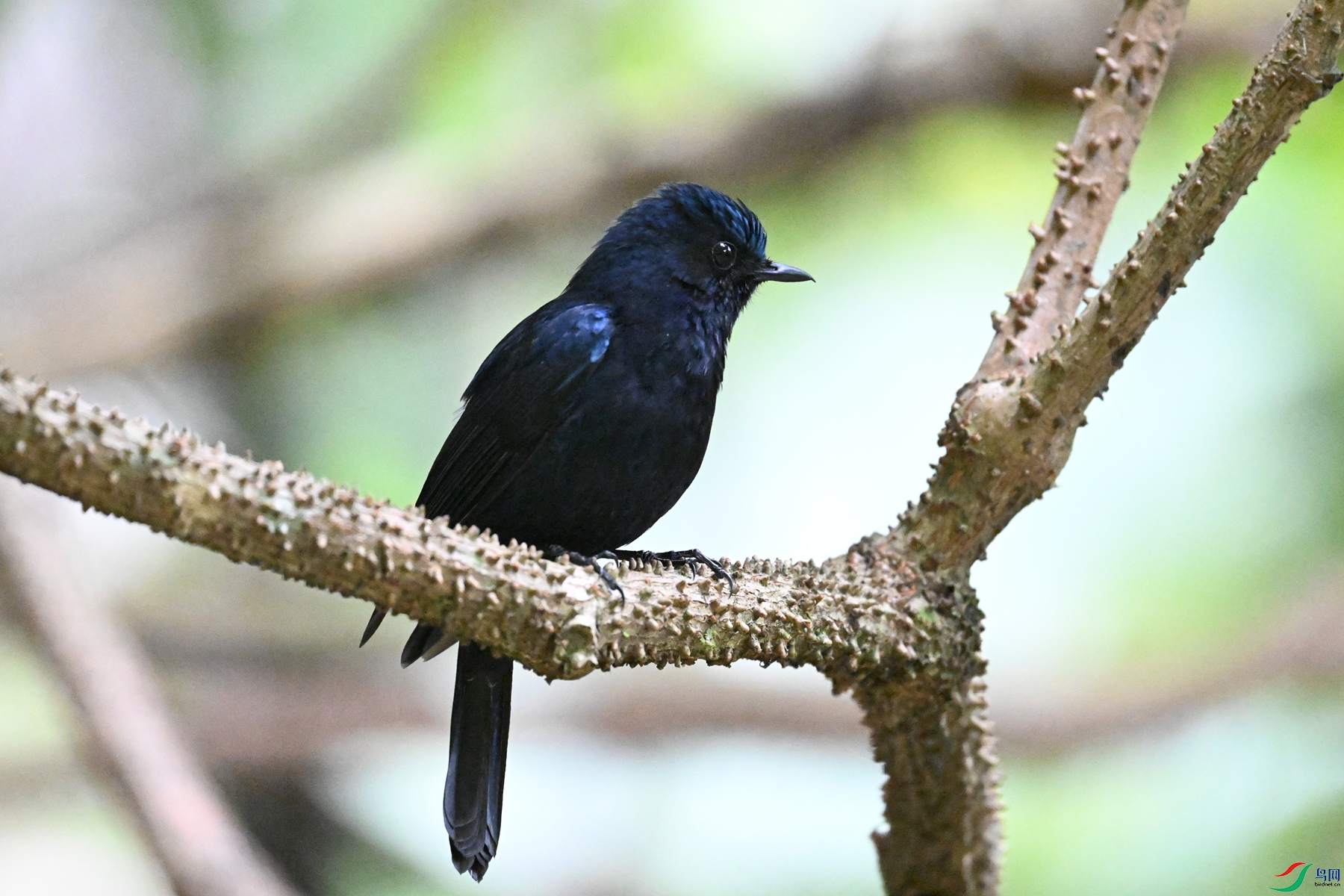 DSC_6450.JPG