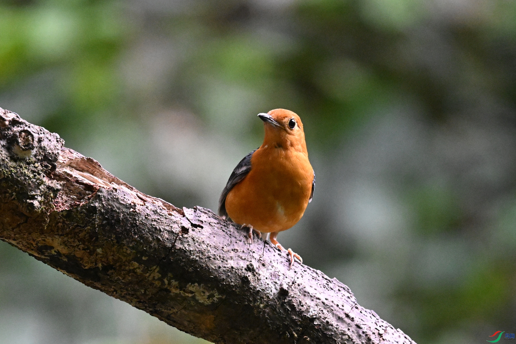 DSC_6453.JPG