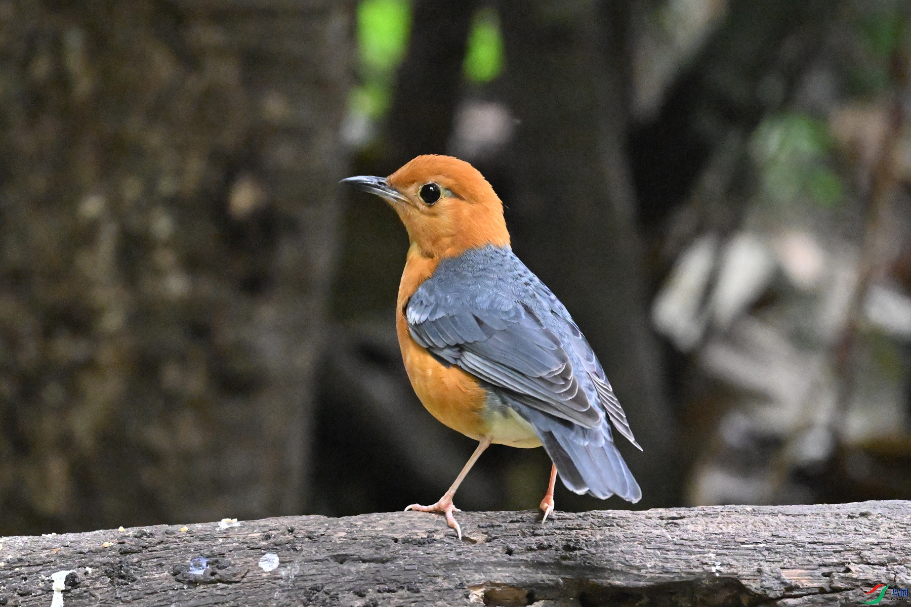 DSC_6462.JPG