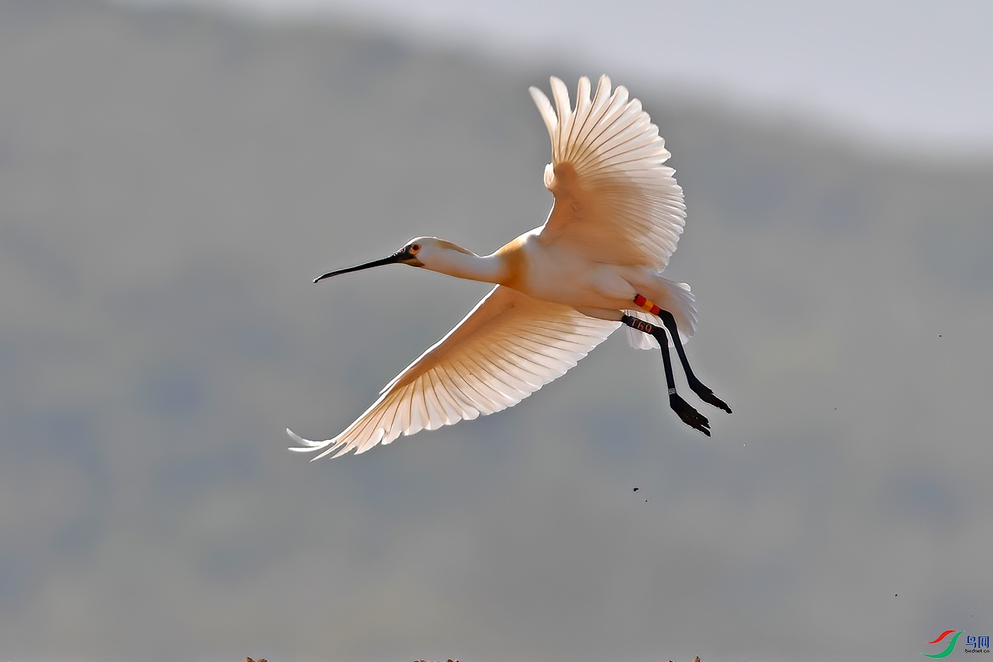 DSC_1628bb.jpg
