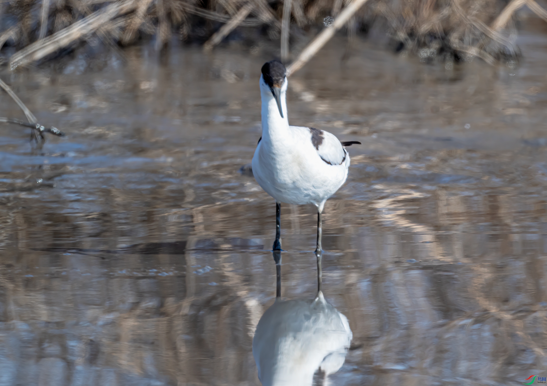 DSC_4411-11.jpg