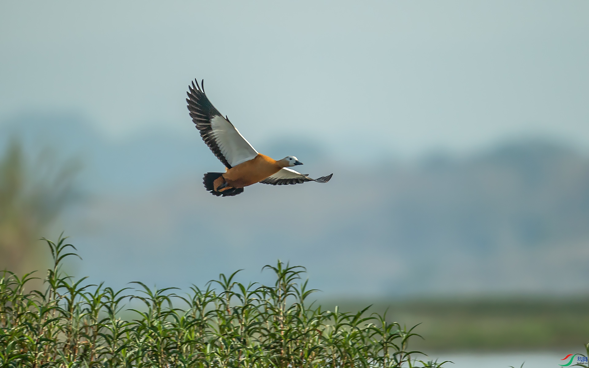 DSC_7047.jpg