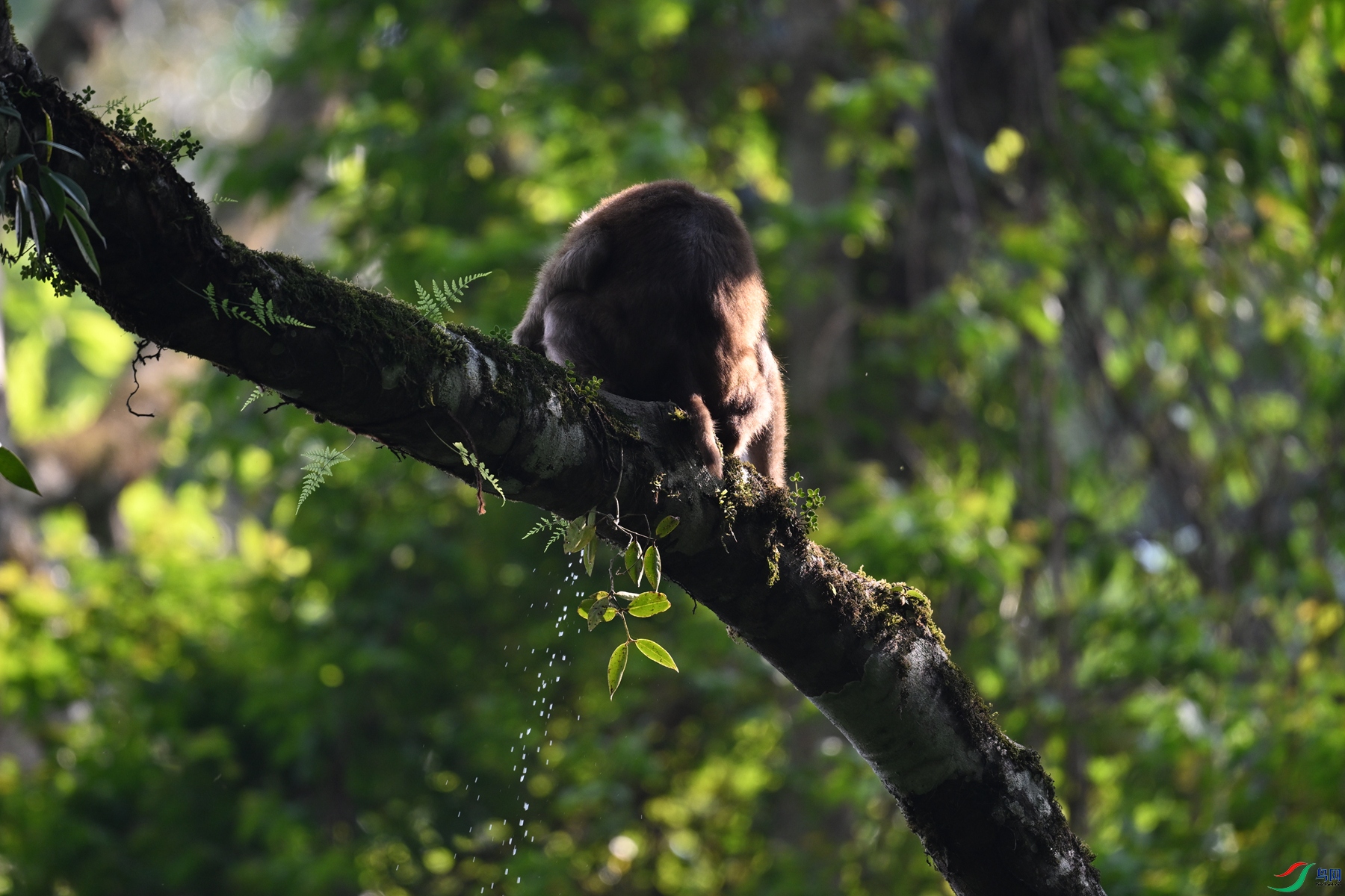 DSC_6530.JPG